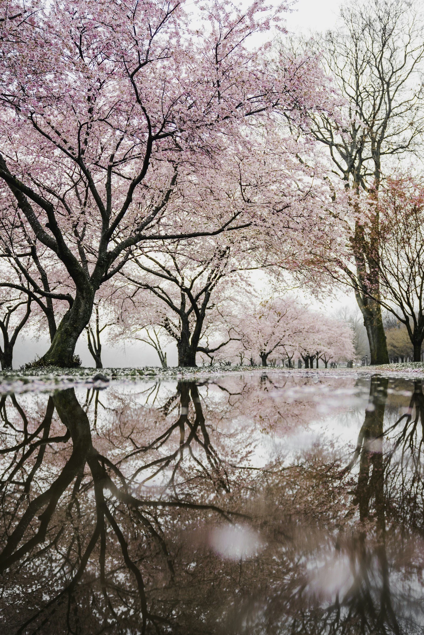 A beautiful scene of cherry blossom trees in full bloom with pink flowers, their reflection visible in a still body of water below, creating a mirror image and a serene atmosphere.