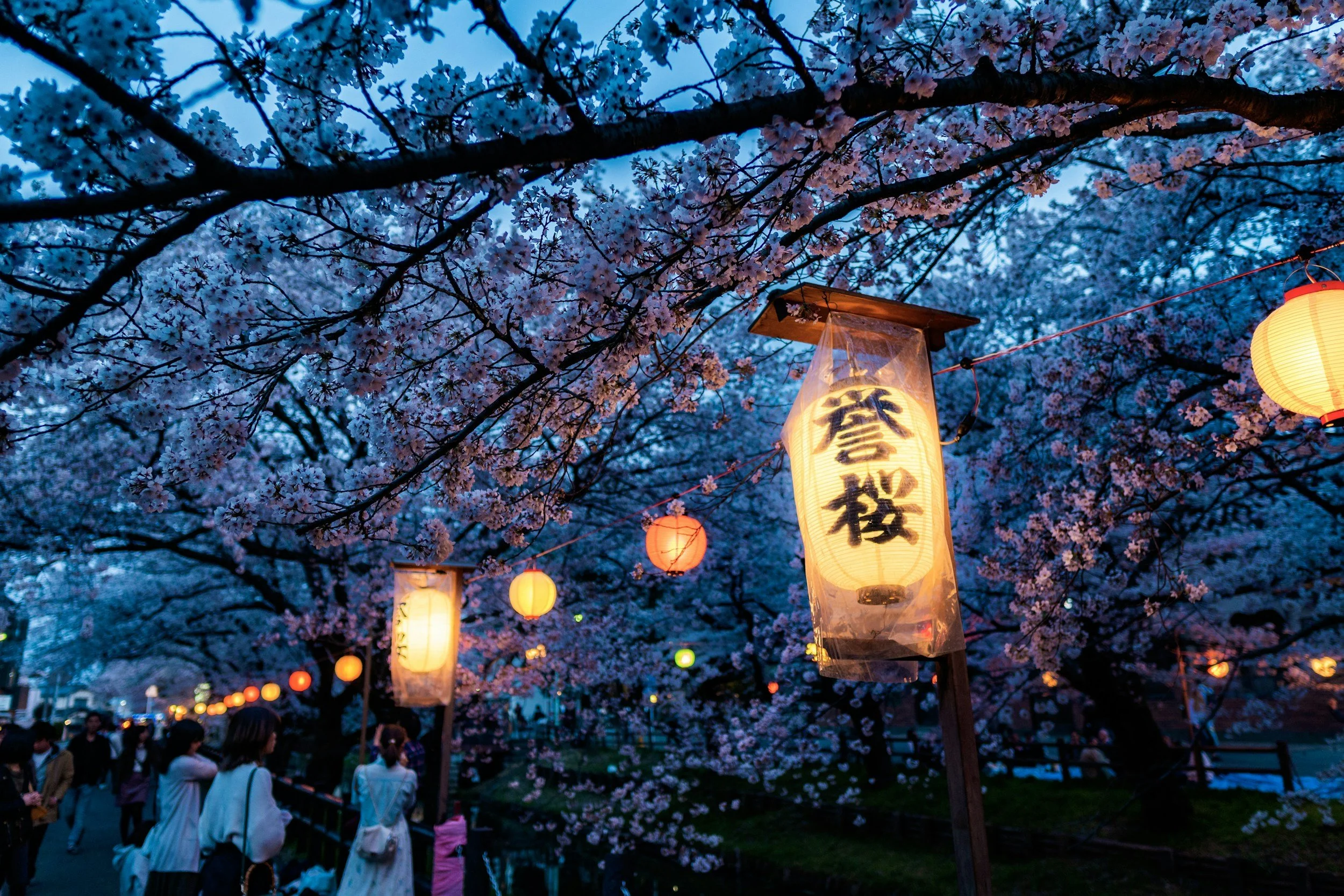 Cherry blossom trees are illuminated by traditional Japanese paper lanterns during twilight, with people walking and enjoying the scene.