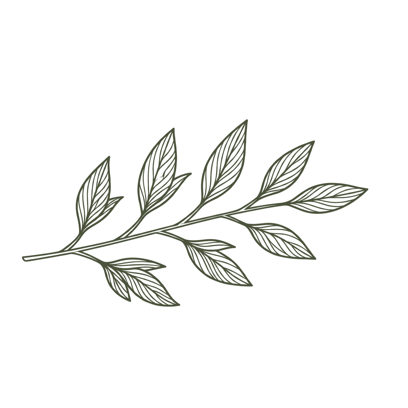 Hand-drawn illustration of a leafy branch with multiple elongated leaves on a black background.
