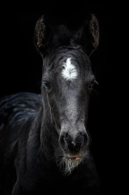 Foal work