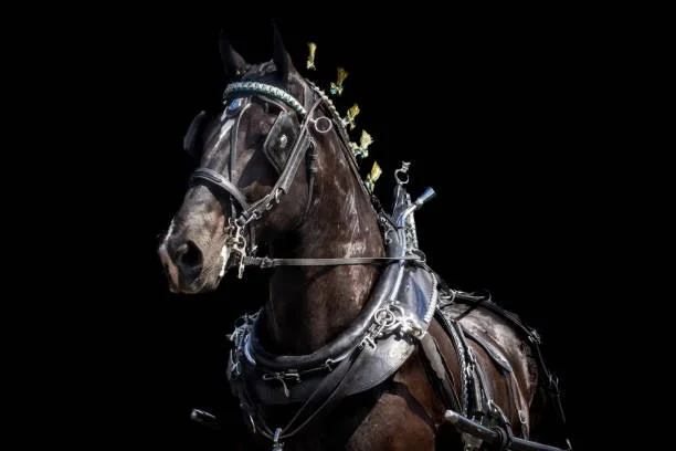 Heavy horse breed / Shire full set of shoes.