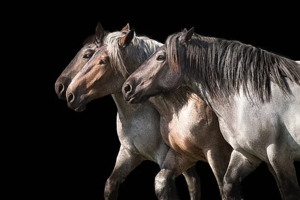 Heavy horse breed / Shire pair of fronts