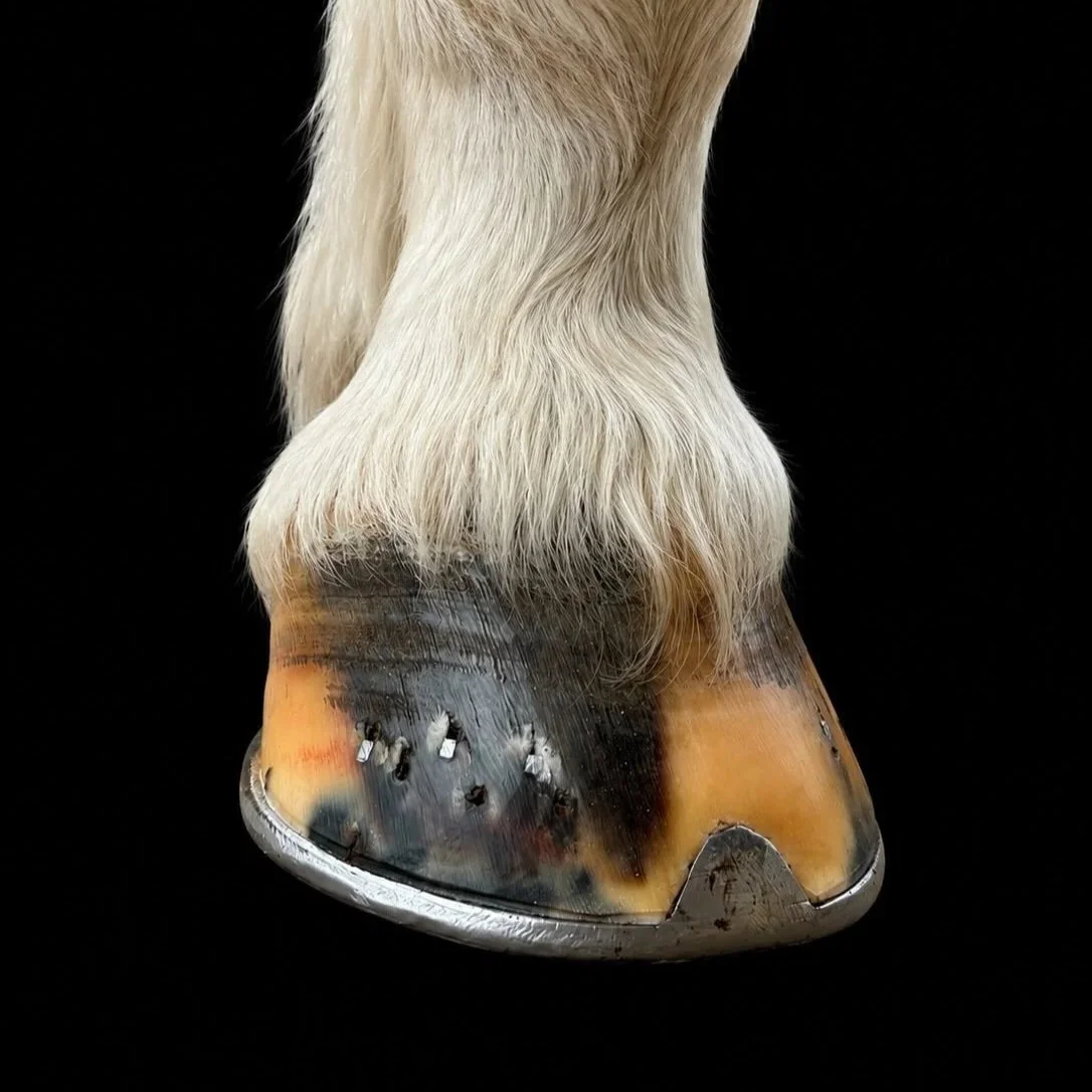 Standard pair of front shoes / Hind barefoot trim