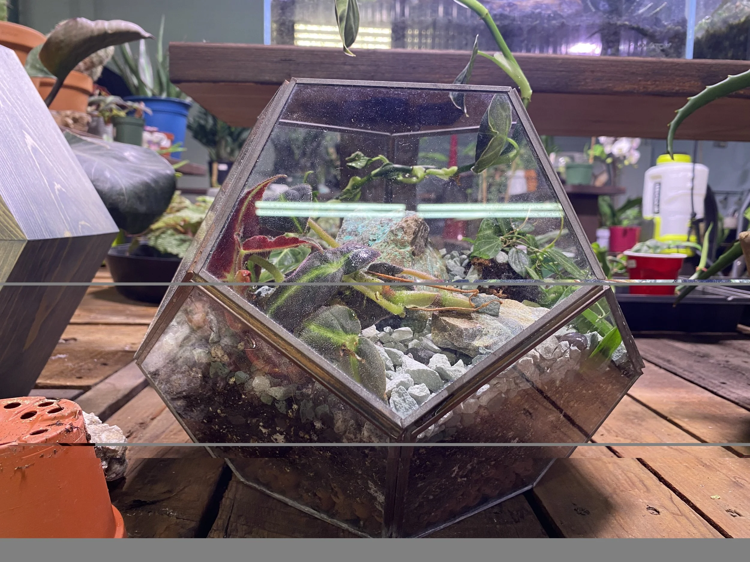 A glass terrarium with plants on a wooden surface, surrounded by other potted plants and gardening items in a greenhouse or garden center. Hexogonal terrarium 