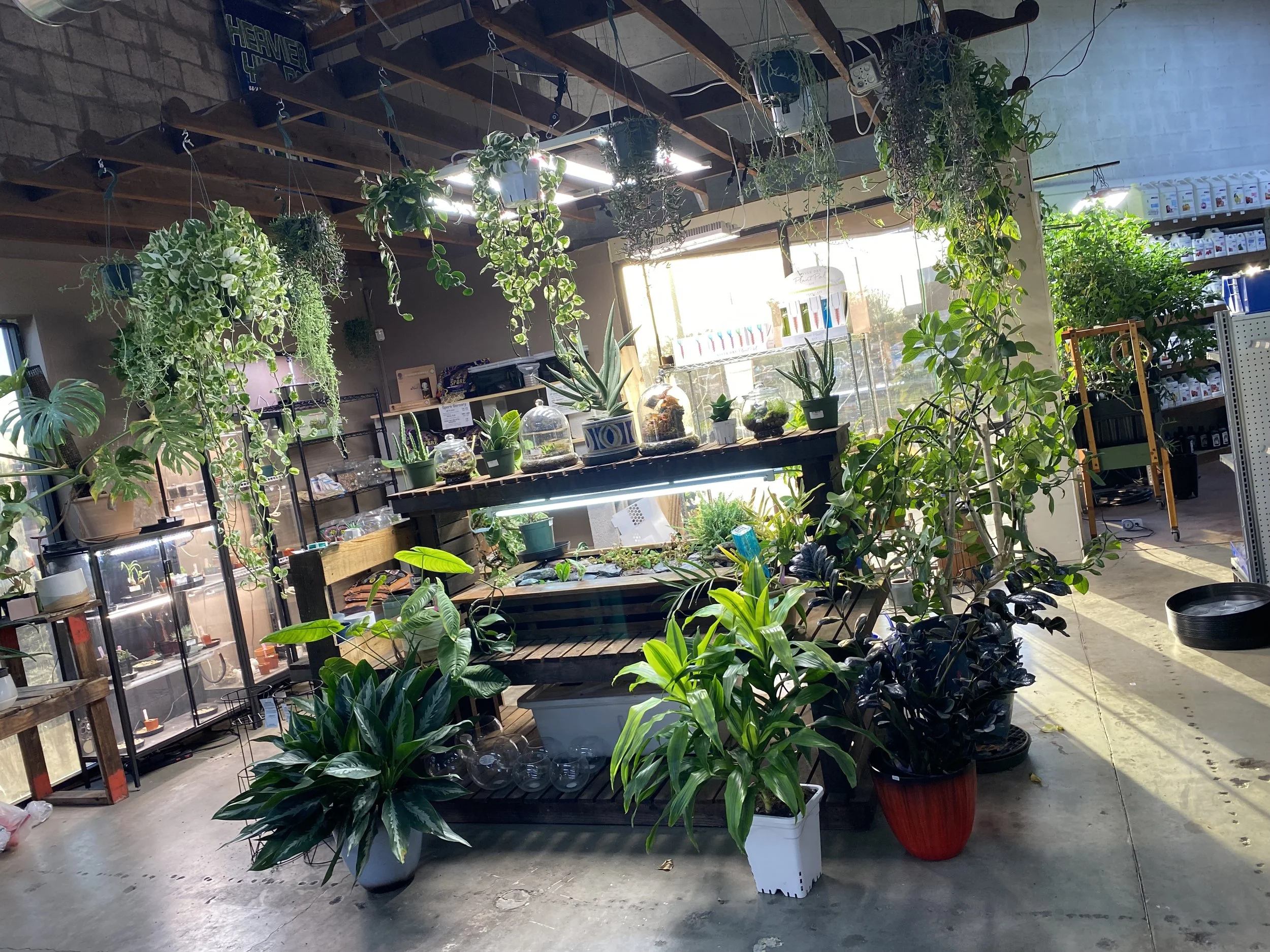 Indoor plant store with hanging and potted plants and shelves filled with gardening supplies.
