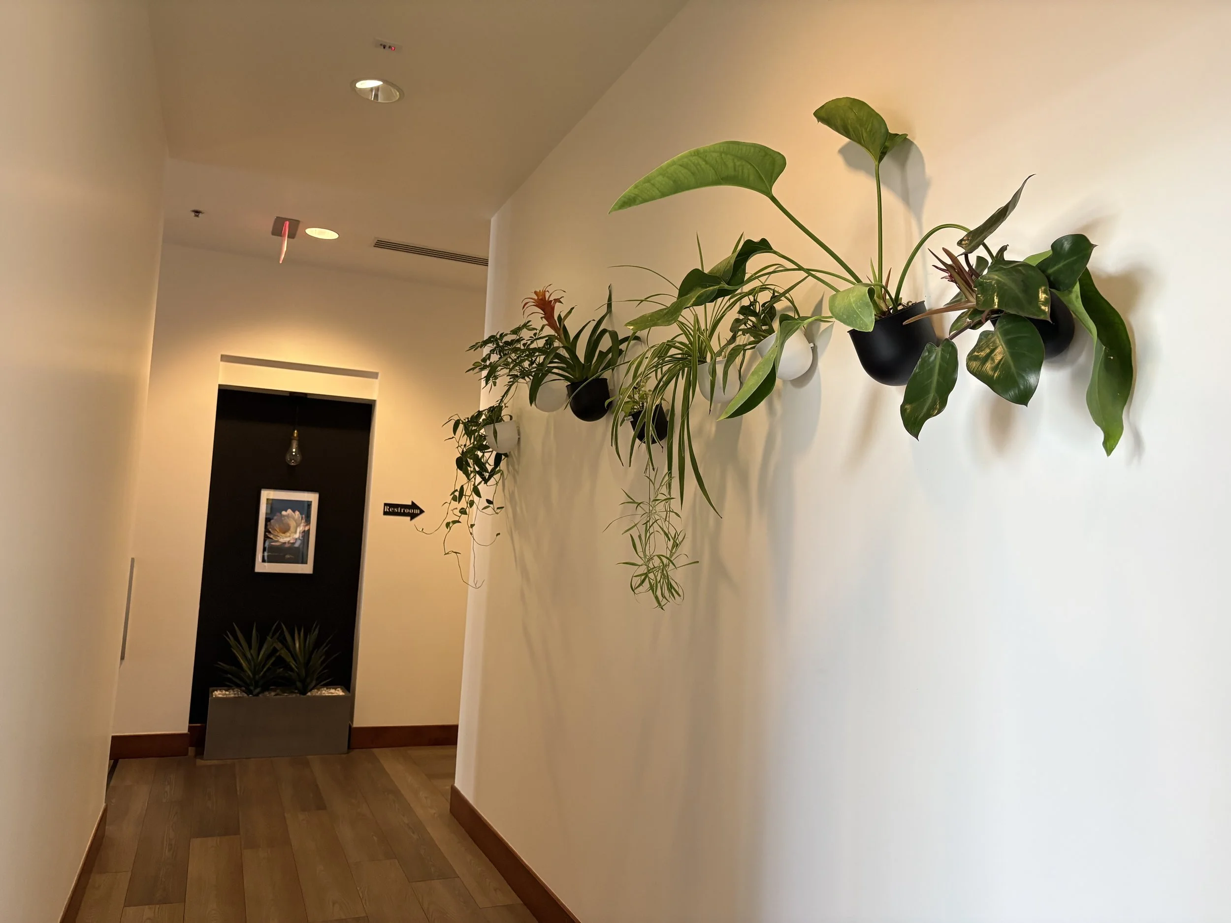 Interior hallway with white walls decorated with potted plants mounted on the wall and a sign pointing to the restroom. The hallway has wood flooring and a ceiling light.
