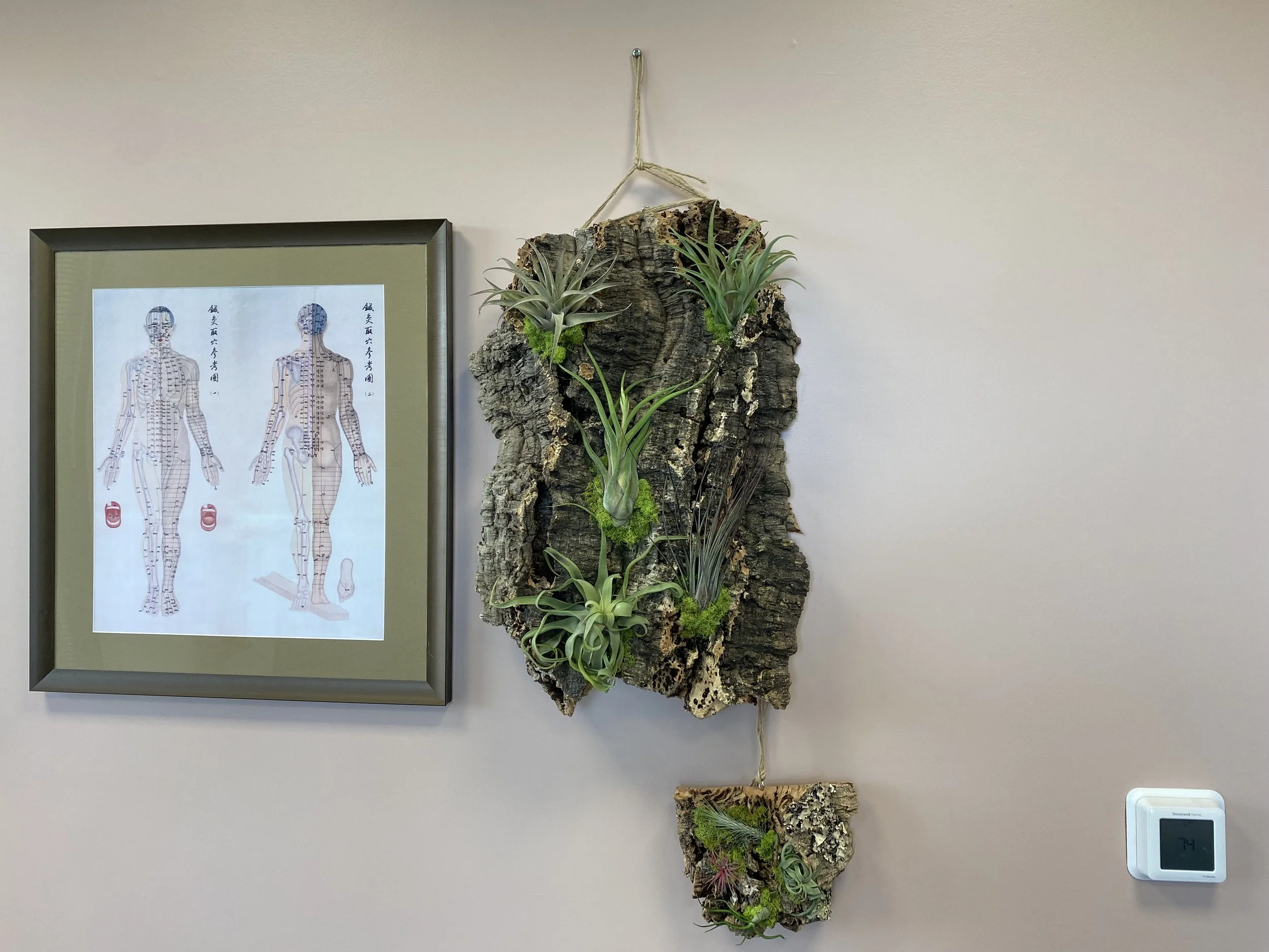 Tellancia (Air plant) cork wall hanging boards with moss Large