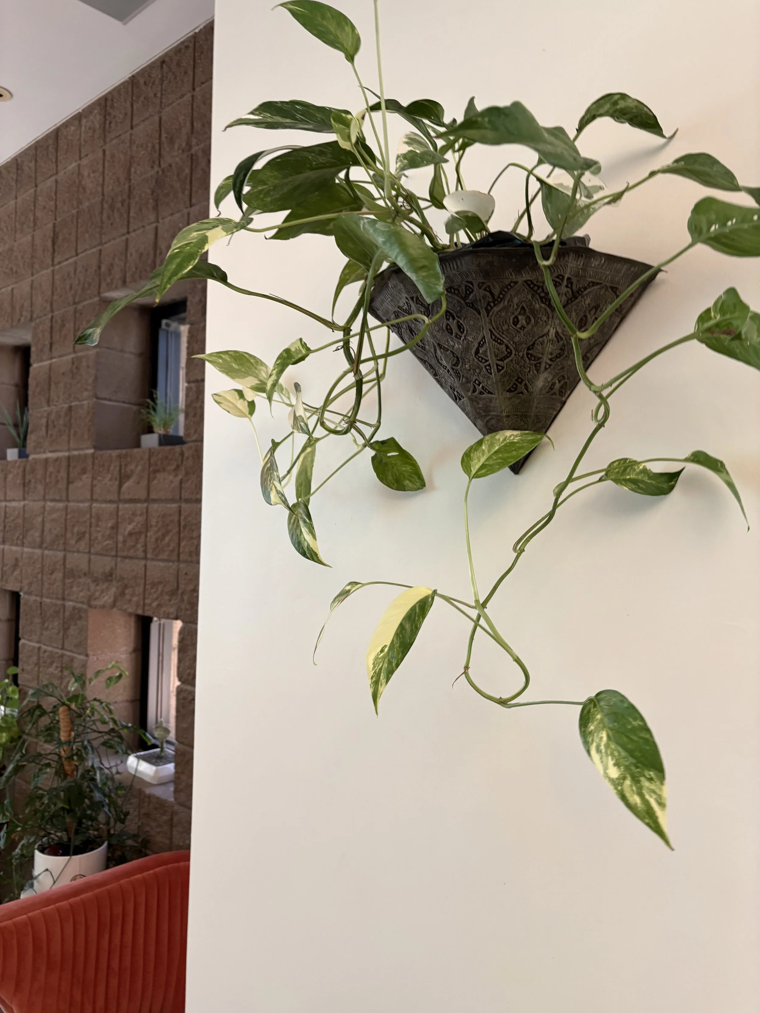 plant wall sconce