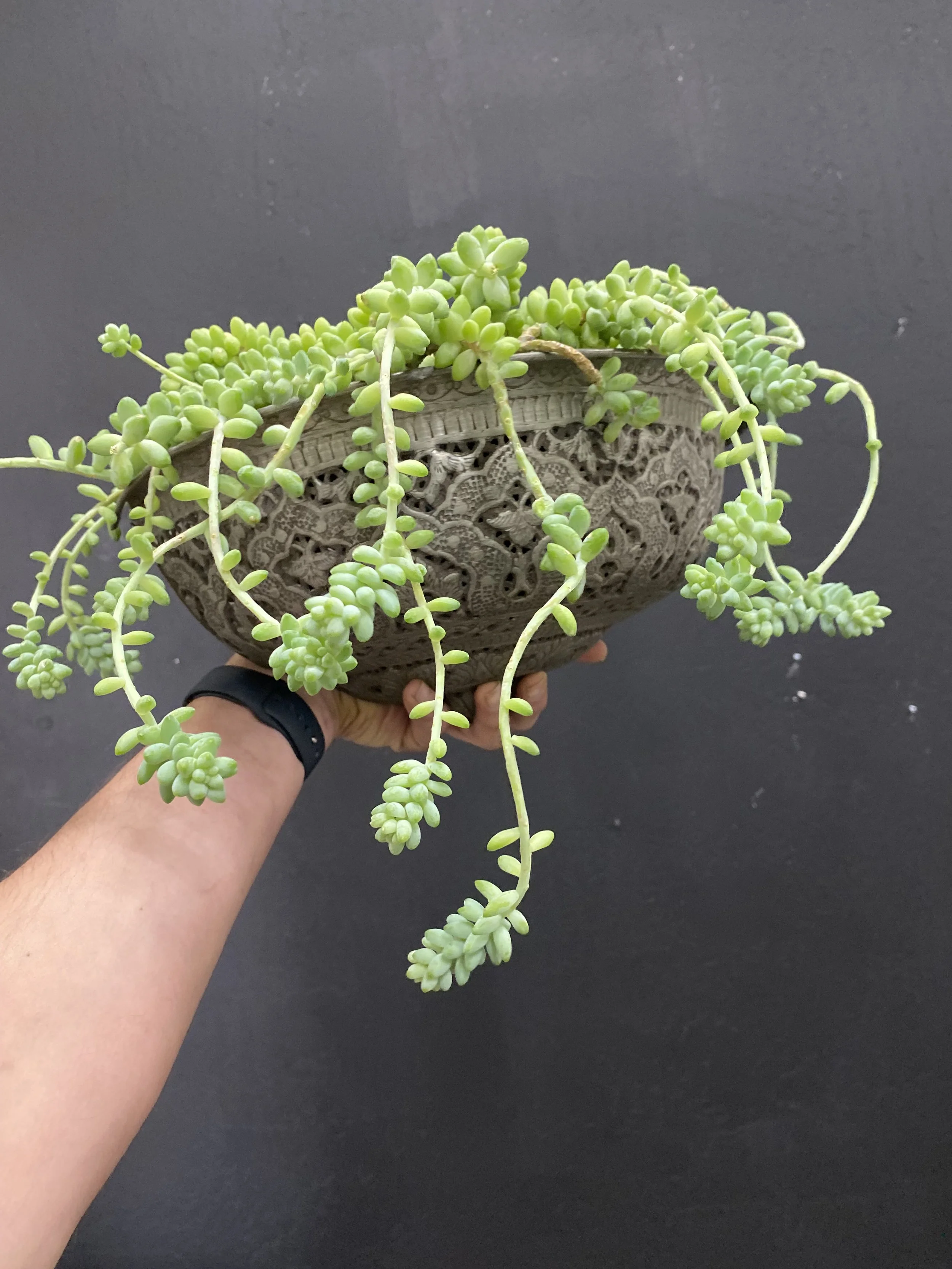 Hand holding a decorative planter with trailing green succulent plants against a black background .Hanging plant wall sconce 