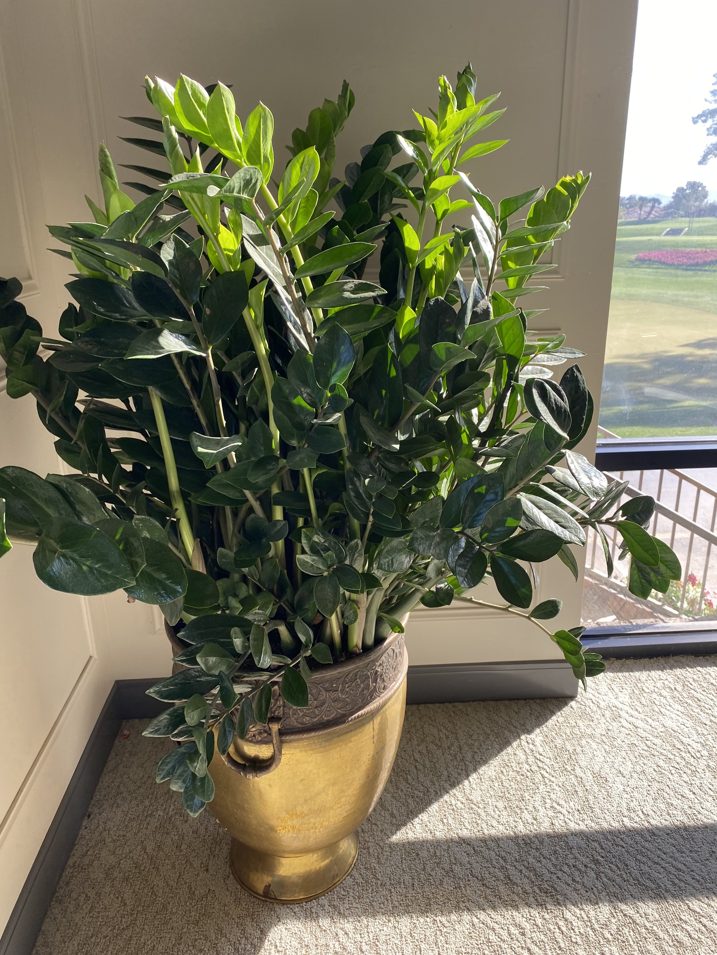 A large potted plant with green leaves sitting next to a glass door, with a view of a green lawn and pink flowers outside, sunlight shining on the plant.