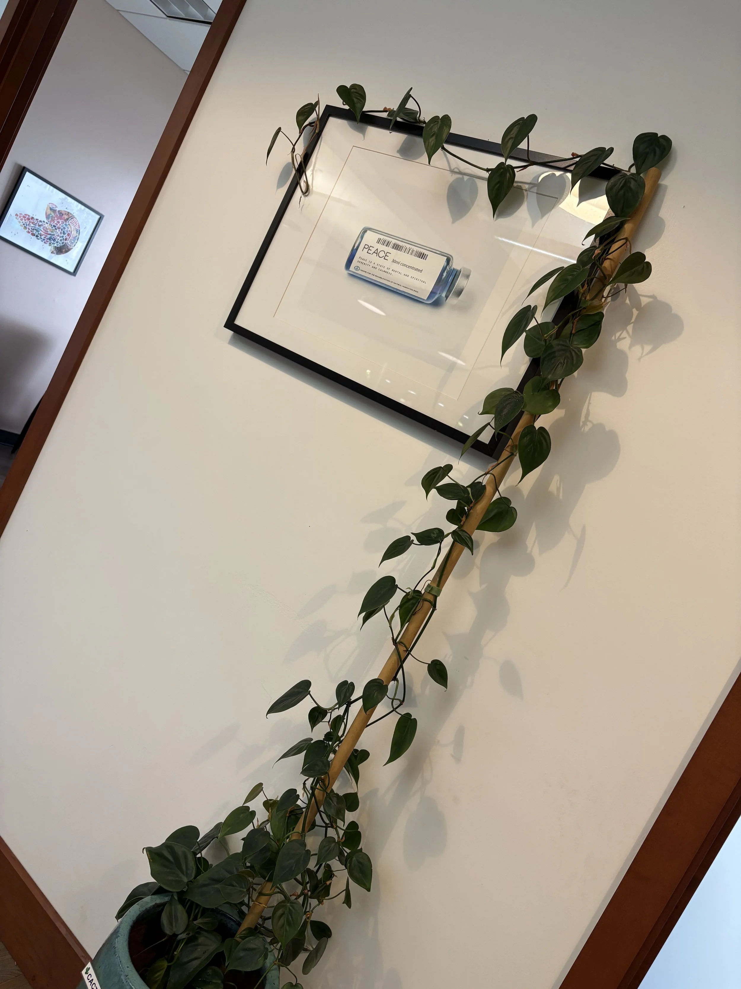 A potted  pothos trailing plant with heart-shaped leaves draped over a black framed artwork on a white wall. The artwork features a barcode and a bottle labeled 'PEACE'  Epipremnum 