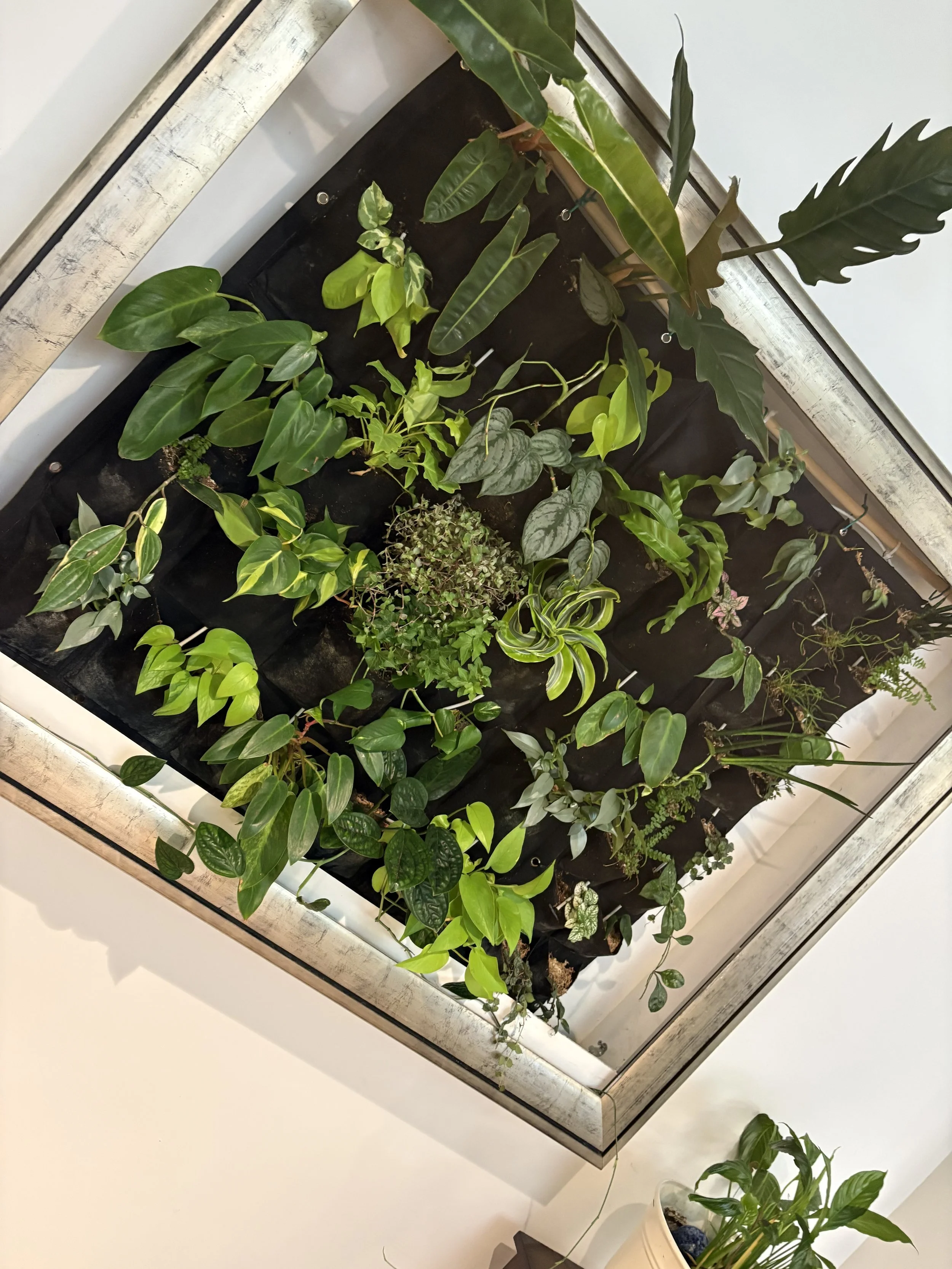 Indoor garden with various green plants in a glass terrarium with a metal frame, placed on a white surface.