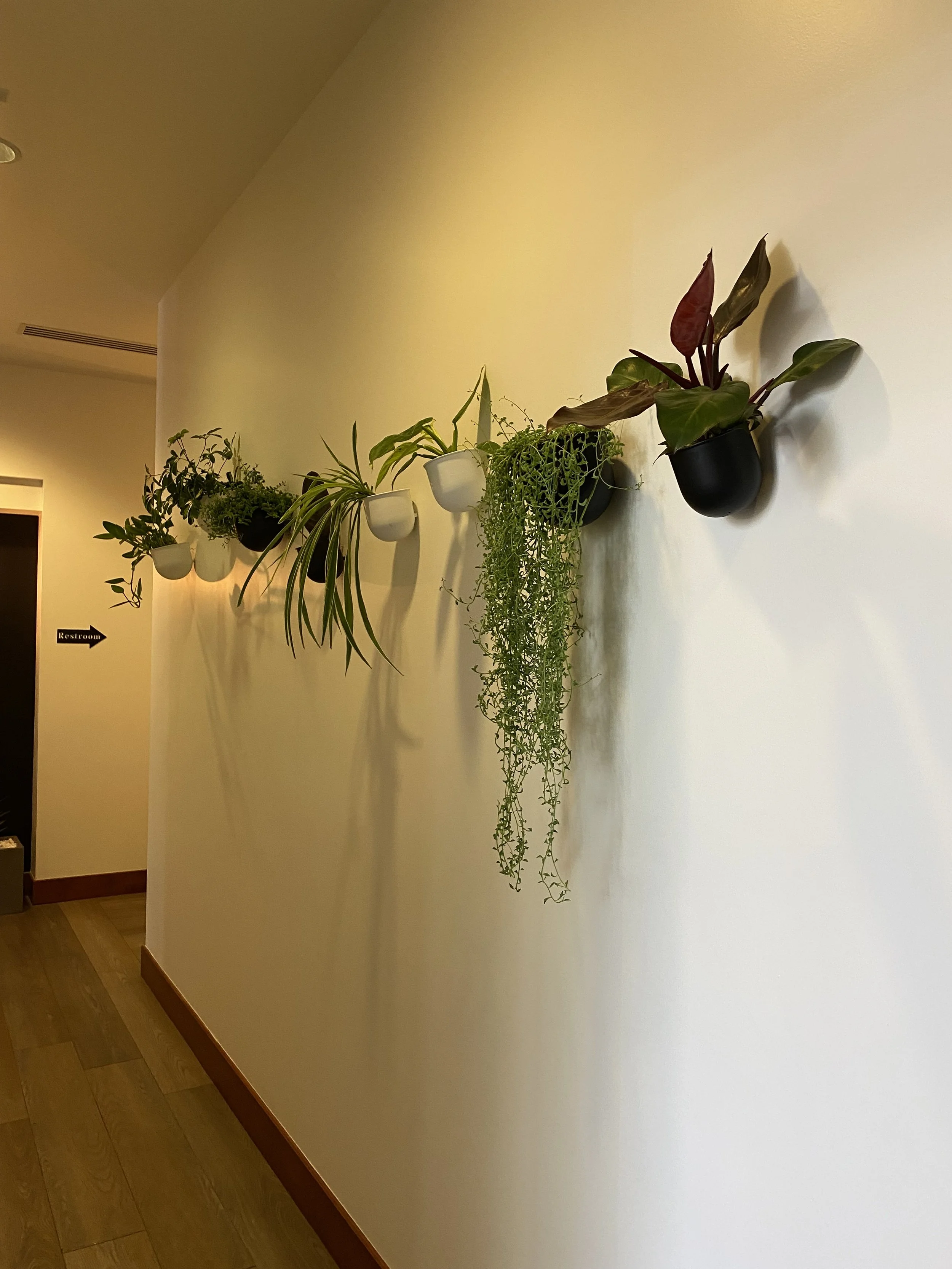 Line of wall-mounted potted plants of various sizes and types on a white wall in an indoor space. Giving hallways more life and personality.  