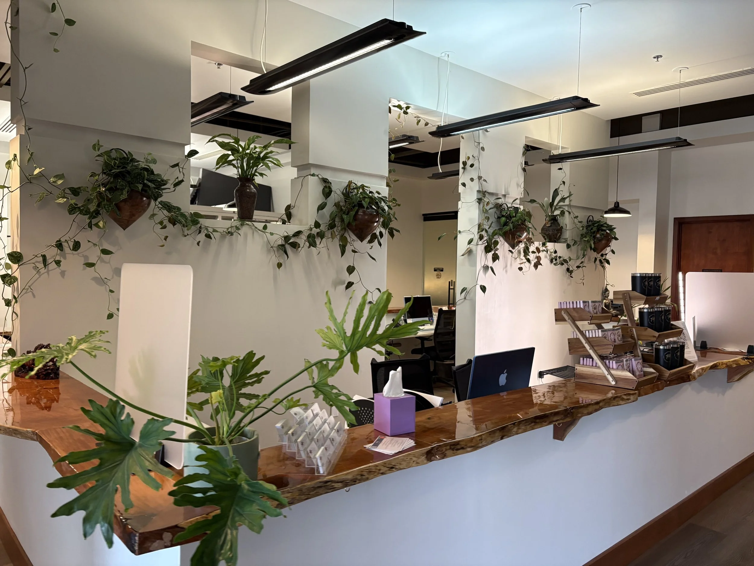 Office reception area with a wooden counter, potted plants with trailing vines, tissue box, business cards, and computer monitors. Modern lighting and a clean, organized environment. Custom metal wall planters, copper,steel,  Pothos, Philodendrons 