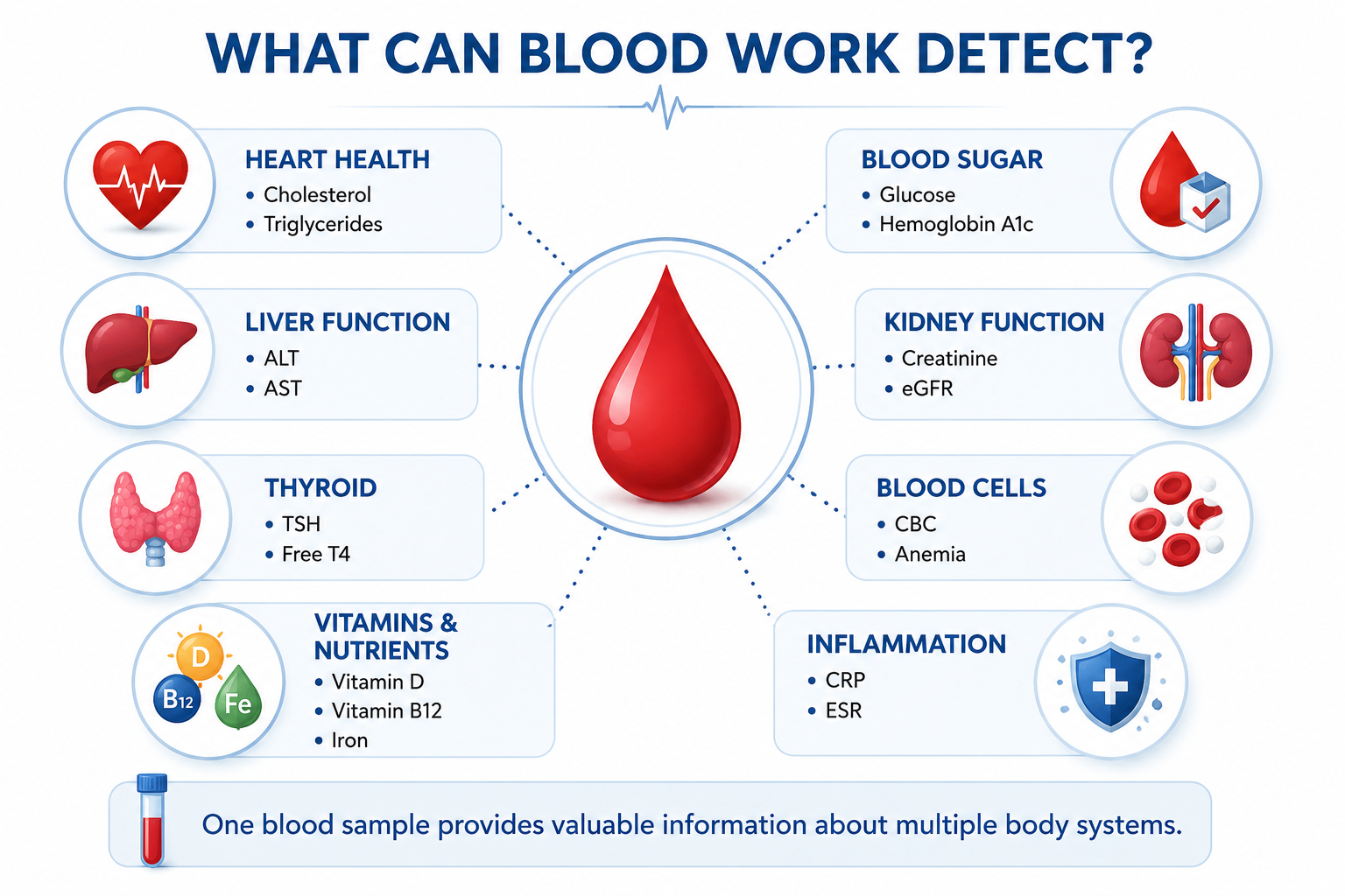 Infographic showing the common health conditions and body systems evaluated through routine blood work.