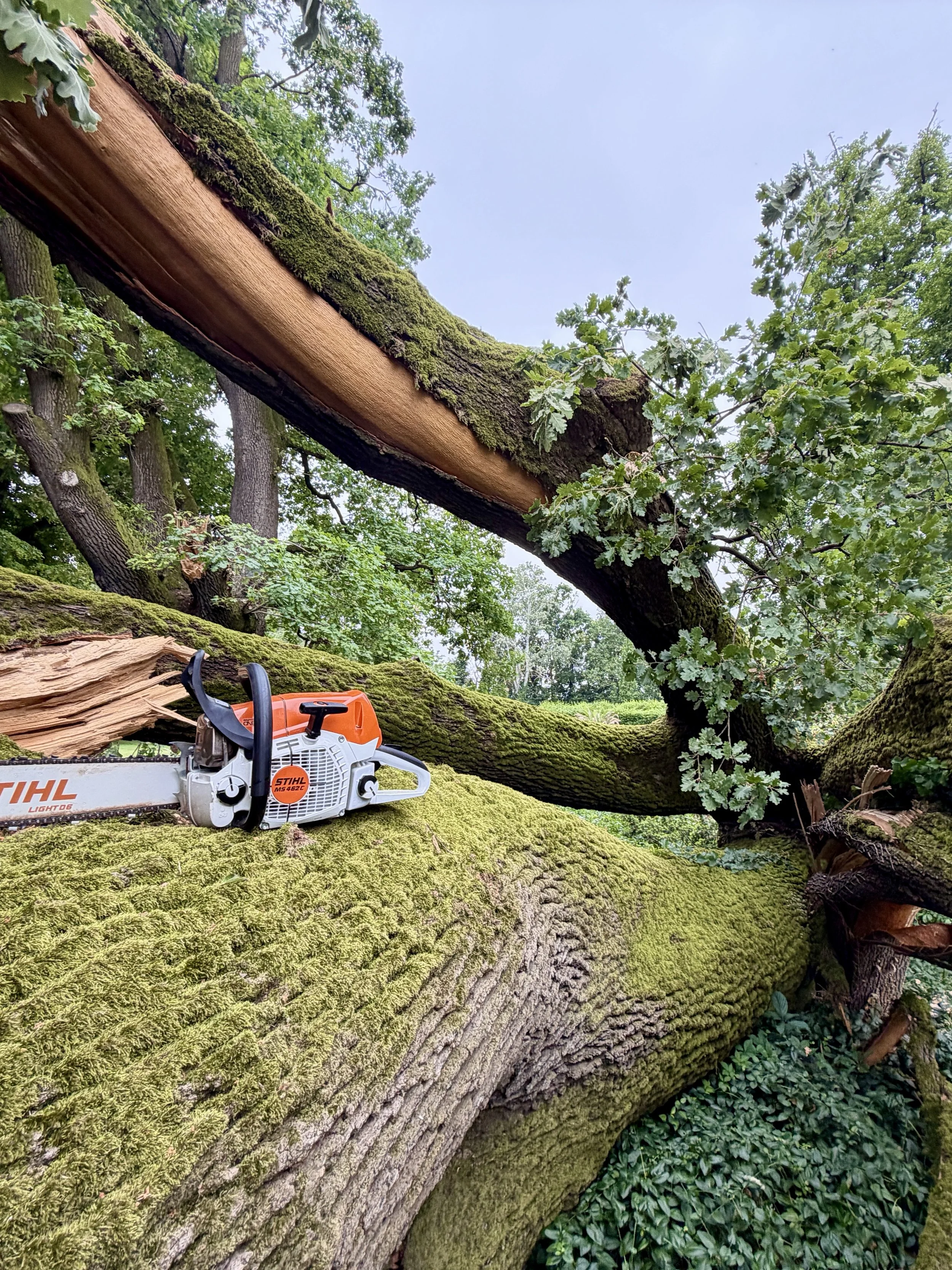 Albero caduto su un trasporto di legname ricoperto di muschio, con sega a catena posizionata su di esso, in un ambiente ricco di vegetazione.