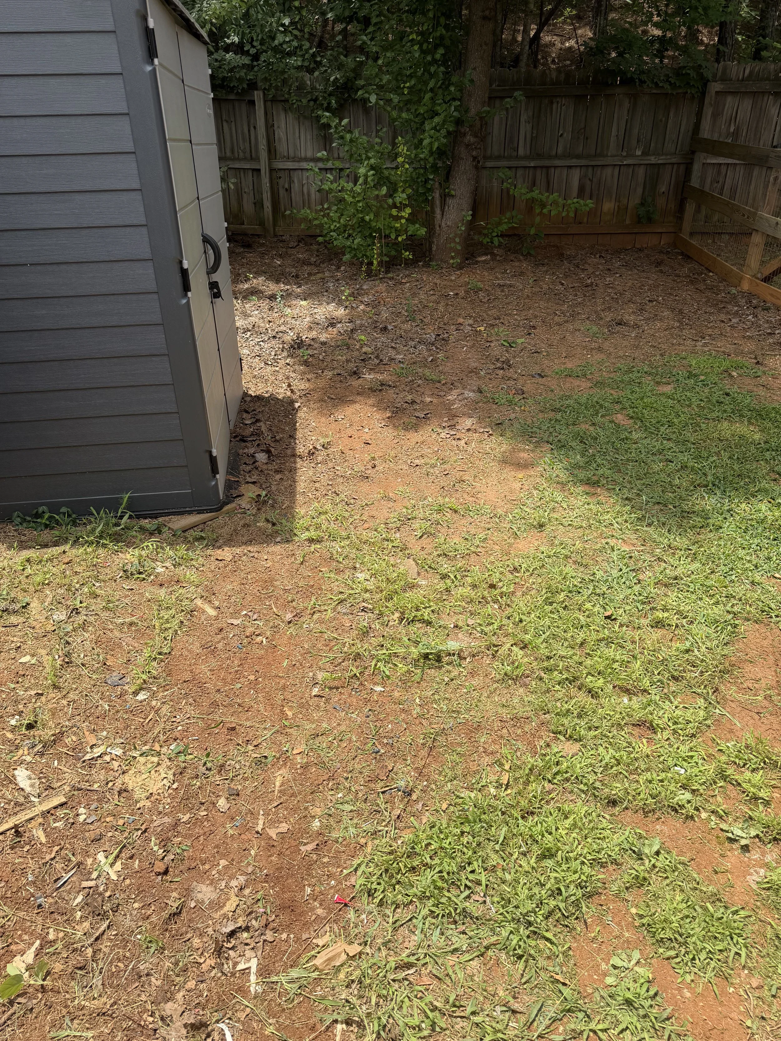 A backyard scene with dirt and grass ground, a wooden fence, and a small tree. Part of a gray shed is visible on the left side. There are some small plants and scattered leaves on the ground.