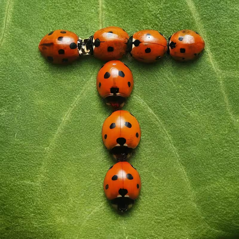WE ARE ALL THE SAME