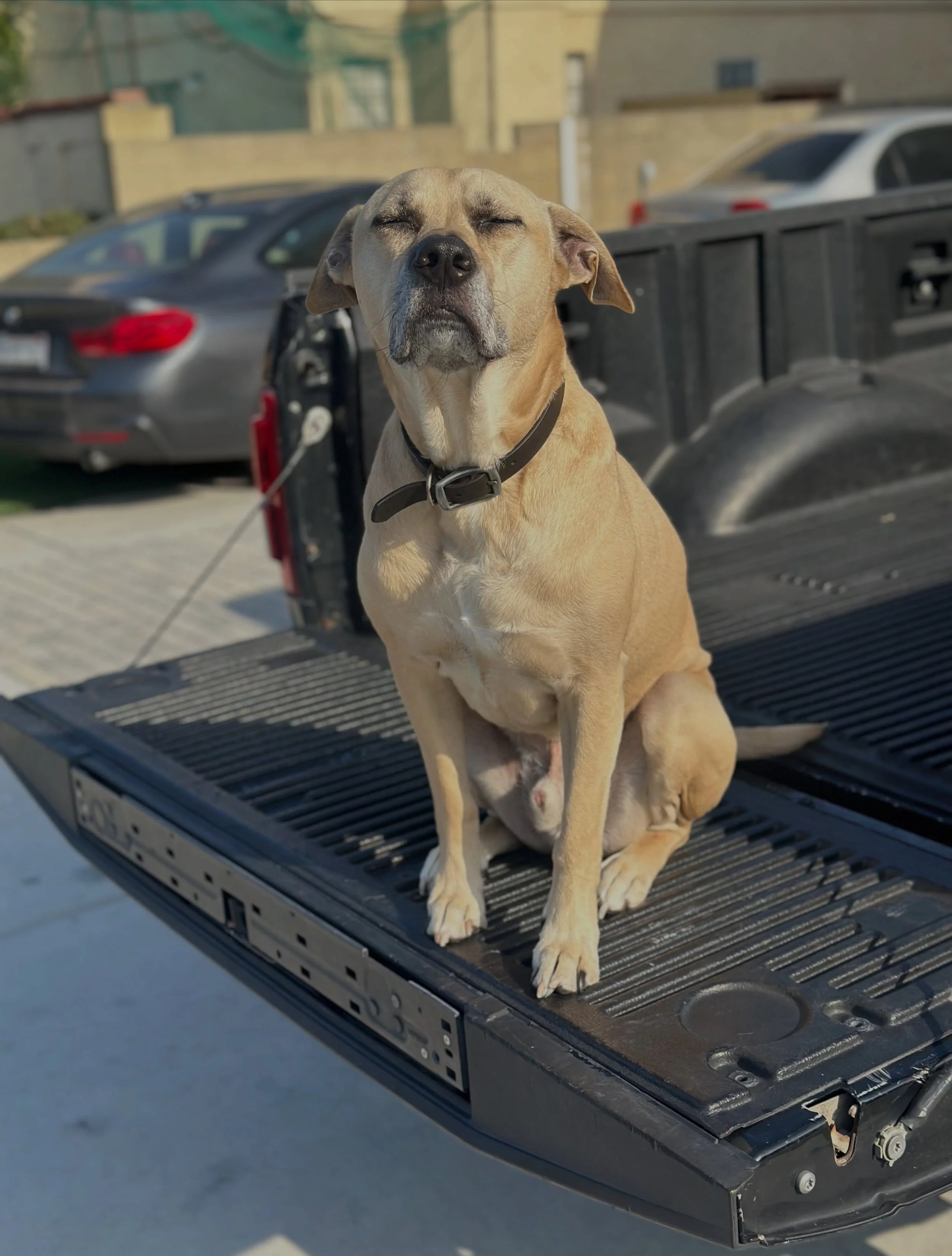 My best friend, Lemmy. My road dawg. Few times a week we get some sun then head to coffee bean and get a pup cup. He don&rsquo;t give two shits, only cares about that pup cup.