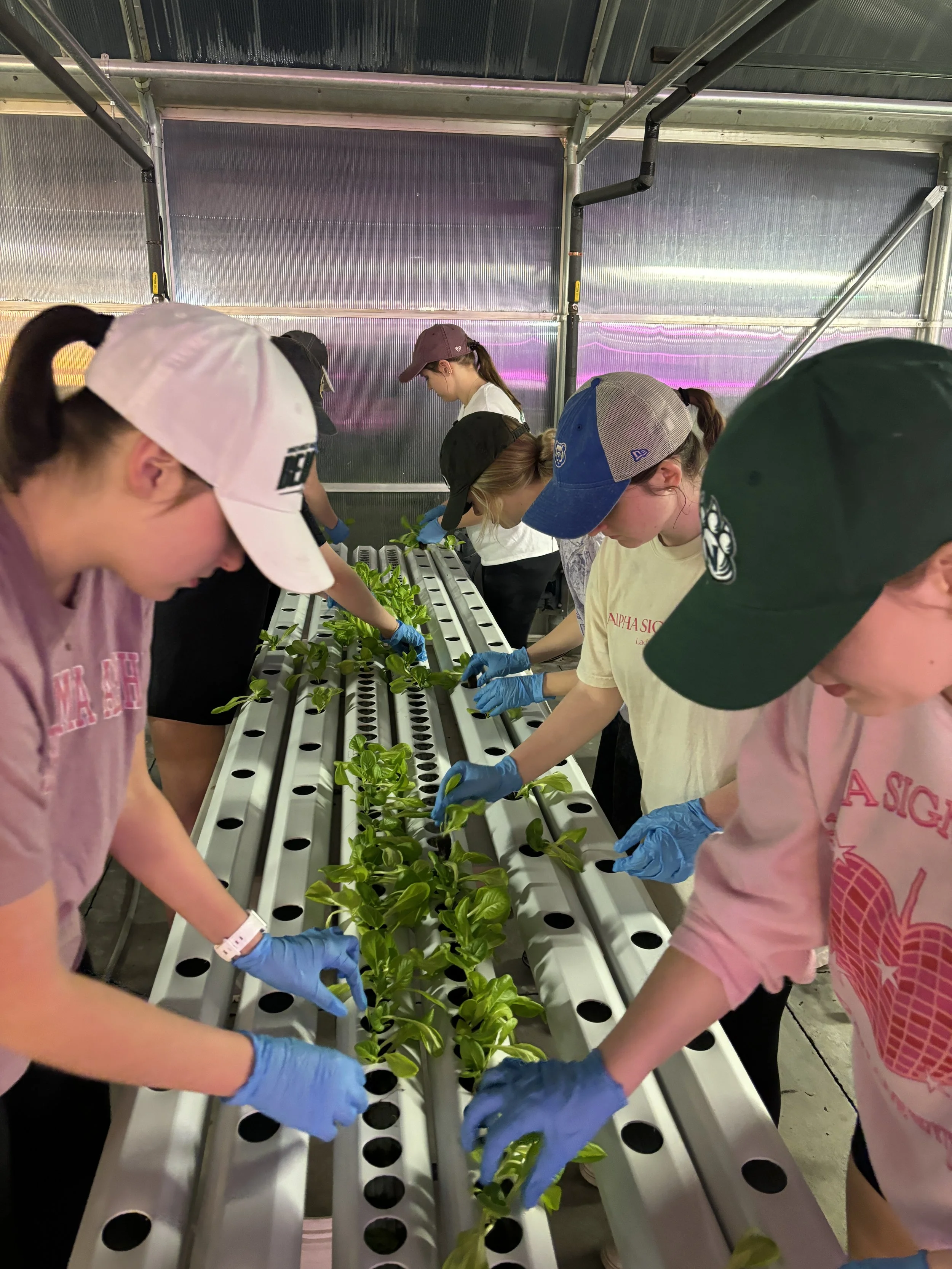 A group of college students working together in a greenhouse, transplanting channels of green butterhead lettuce in a controlled environment.