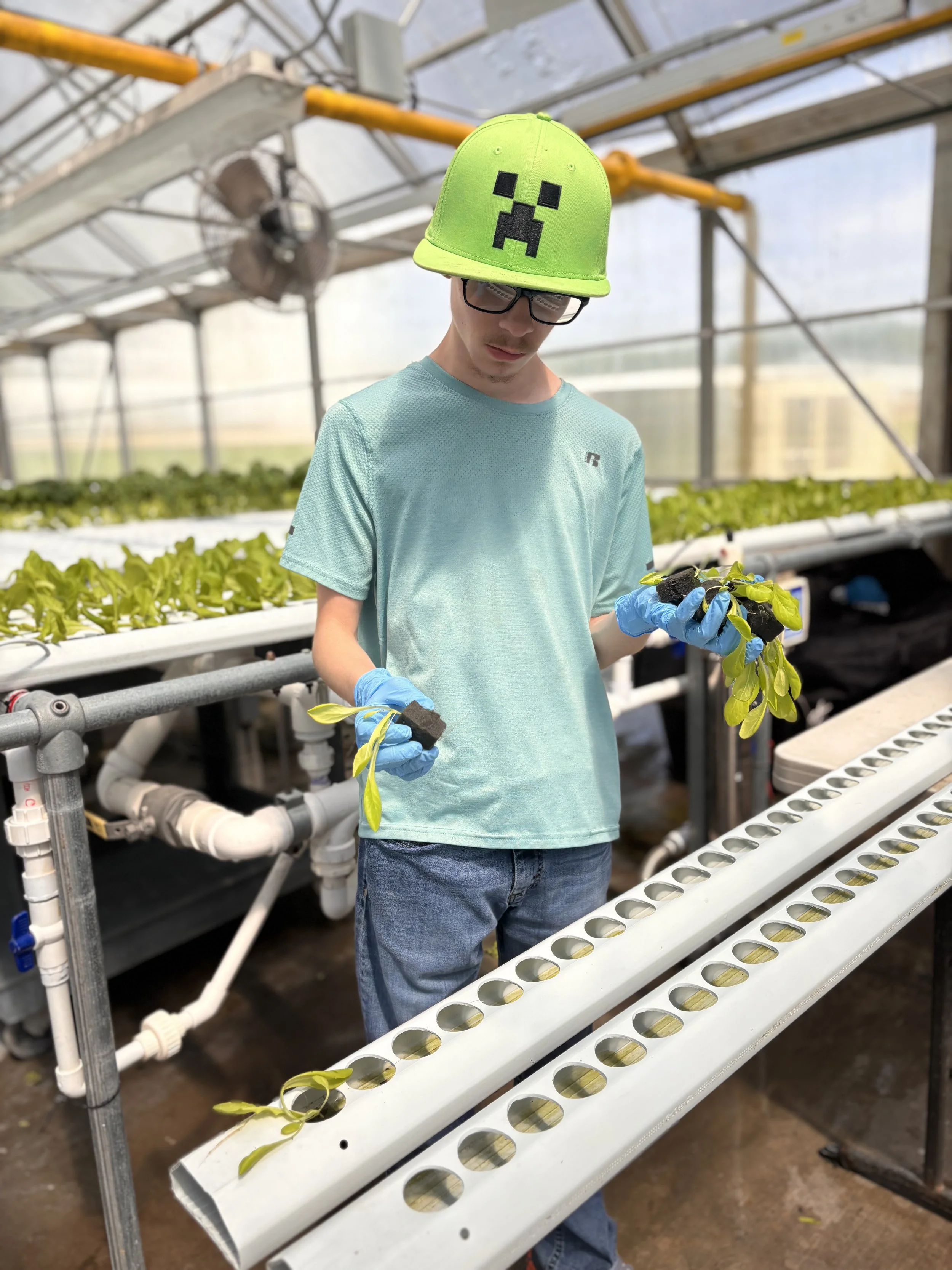 A young man in a greenhouse wearing a green ballcap and glasses, transplanting seedlings in a hydroponic farming setup.