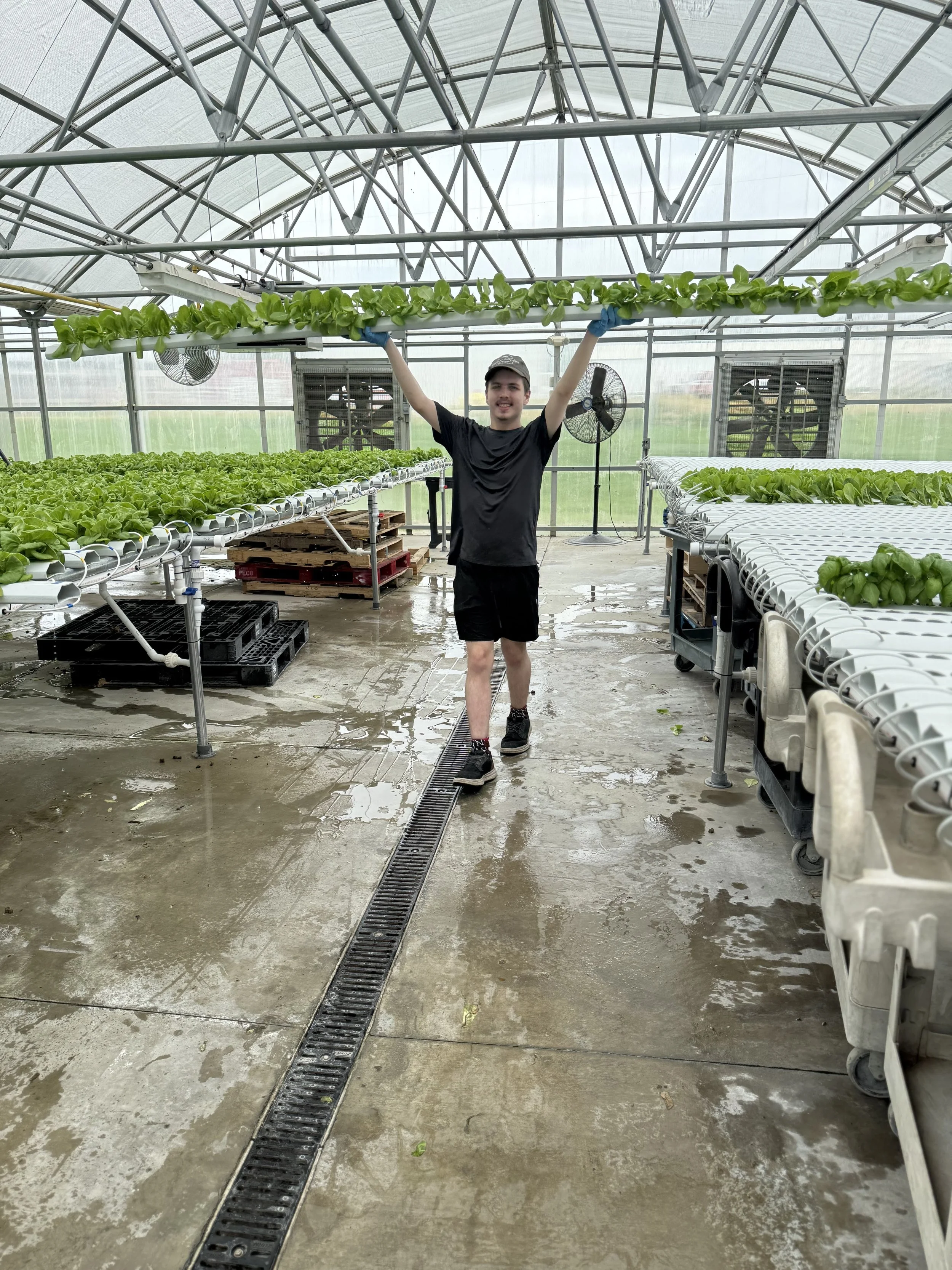 A young man standing inside a greenhouse, holding a long tray of green lettuce above his head. There are rows of lettuce growing in white hydroponic systems on either side. The greenhouse has a metal framework, fans and a wet concrete floor.