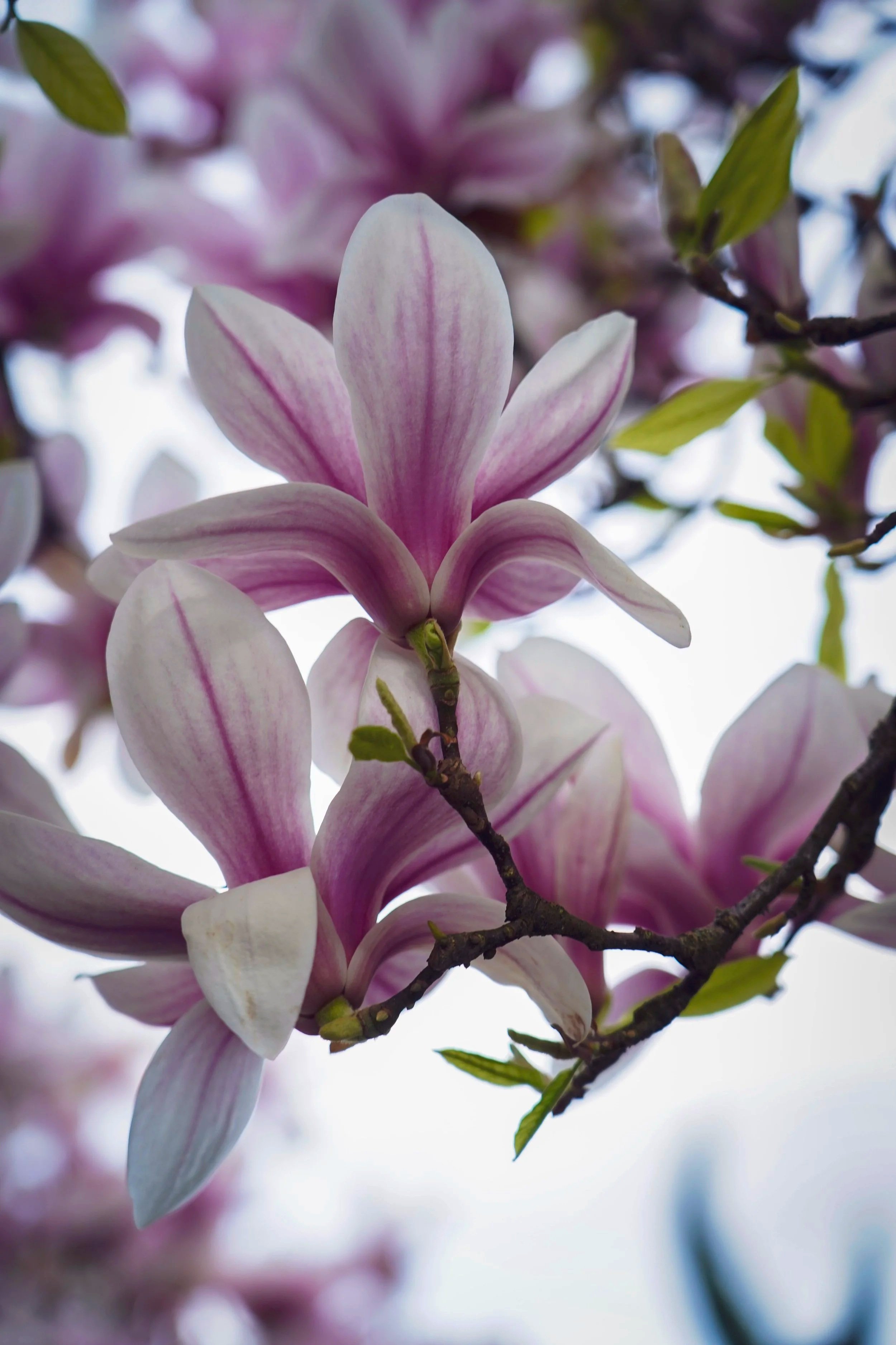 Nahaufnahme einer weißen und rosa Magnolie mit grünen Blättern an einem Ast.