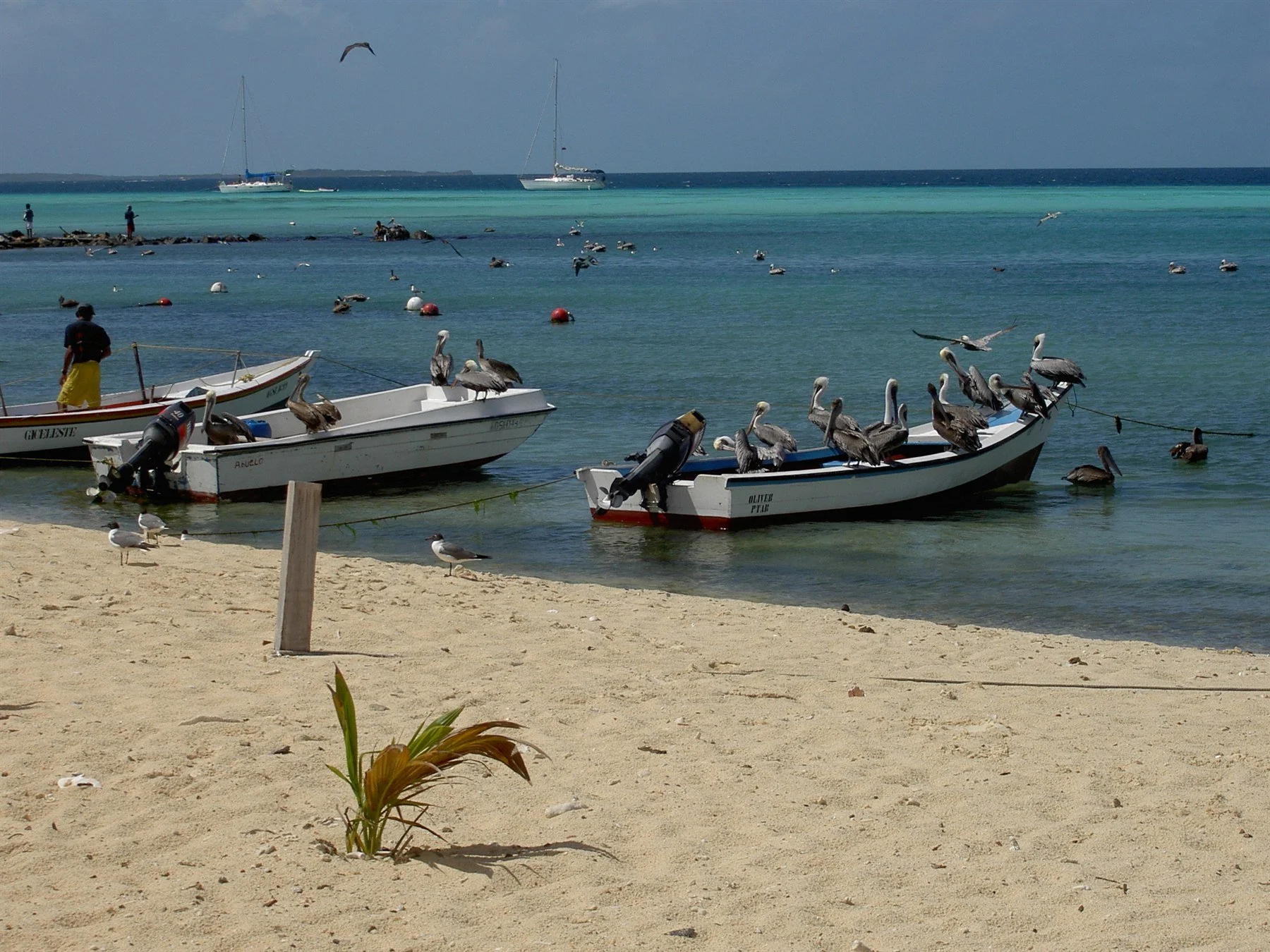 Peneros y pelicanos en la orilla del Gran Roque