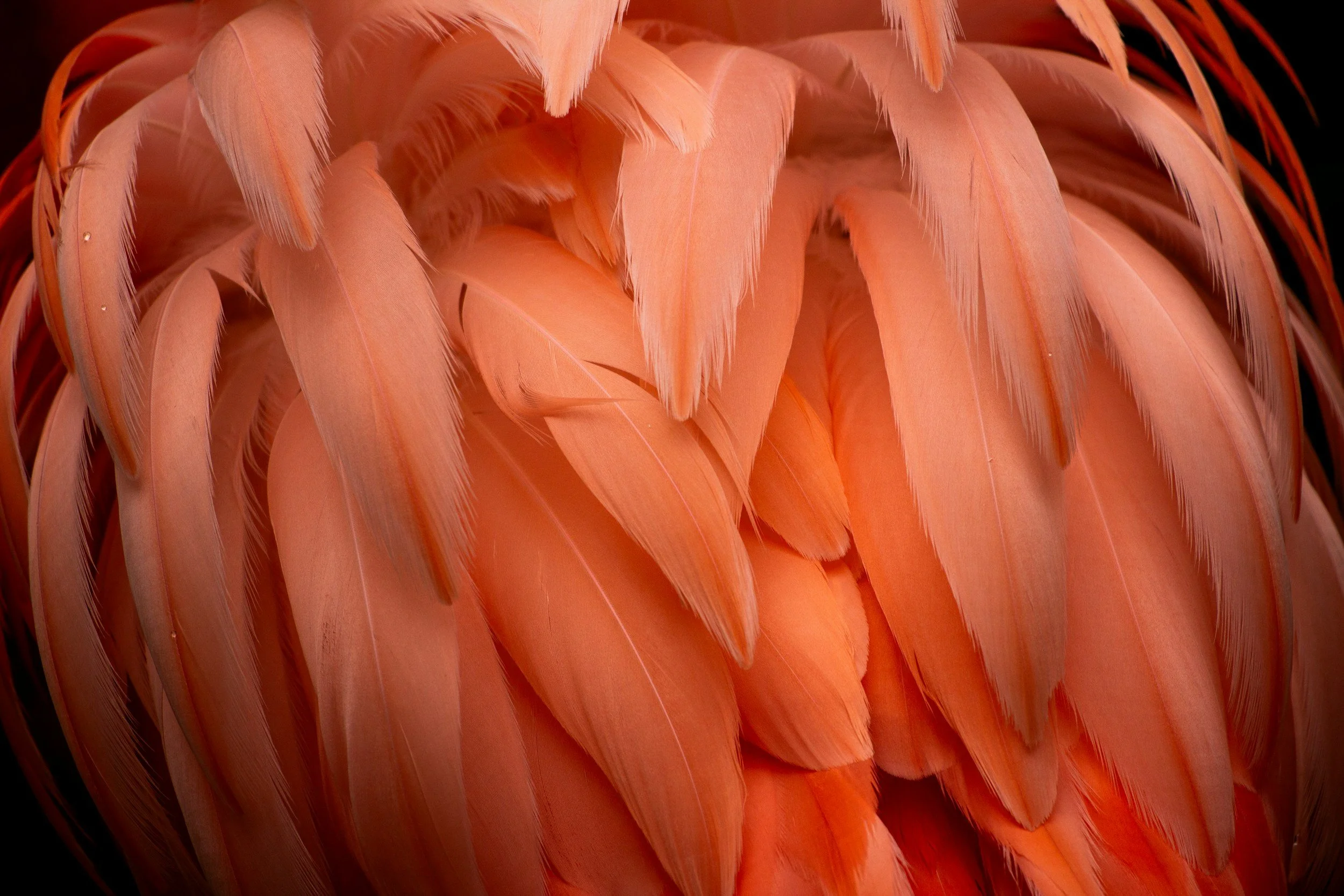 Close-up of pink and orange feathers with a dark background.