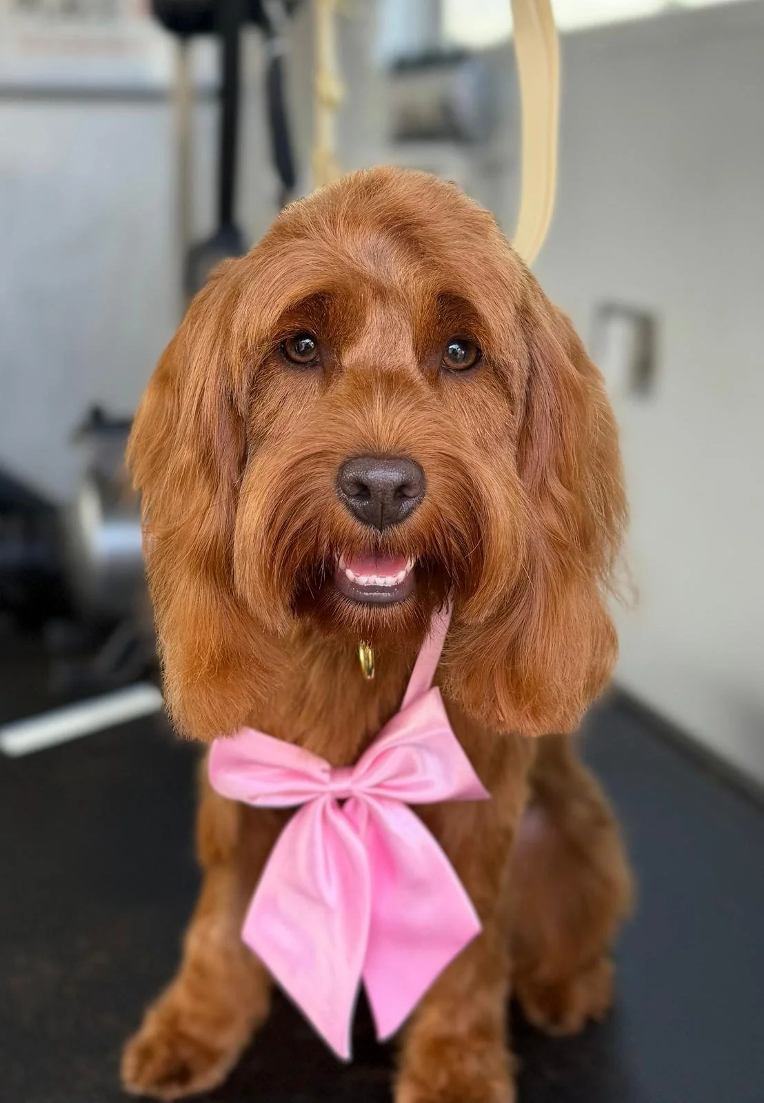 Ellas Grooming Co Doodle.jpeg