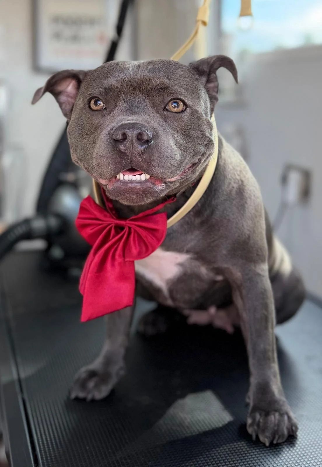 Ellas Grooming Co Staffy.jpeg