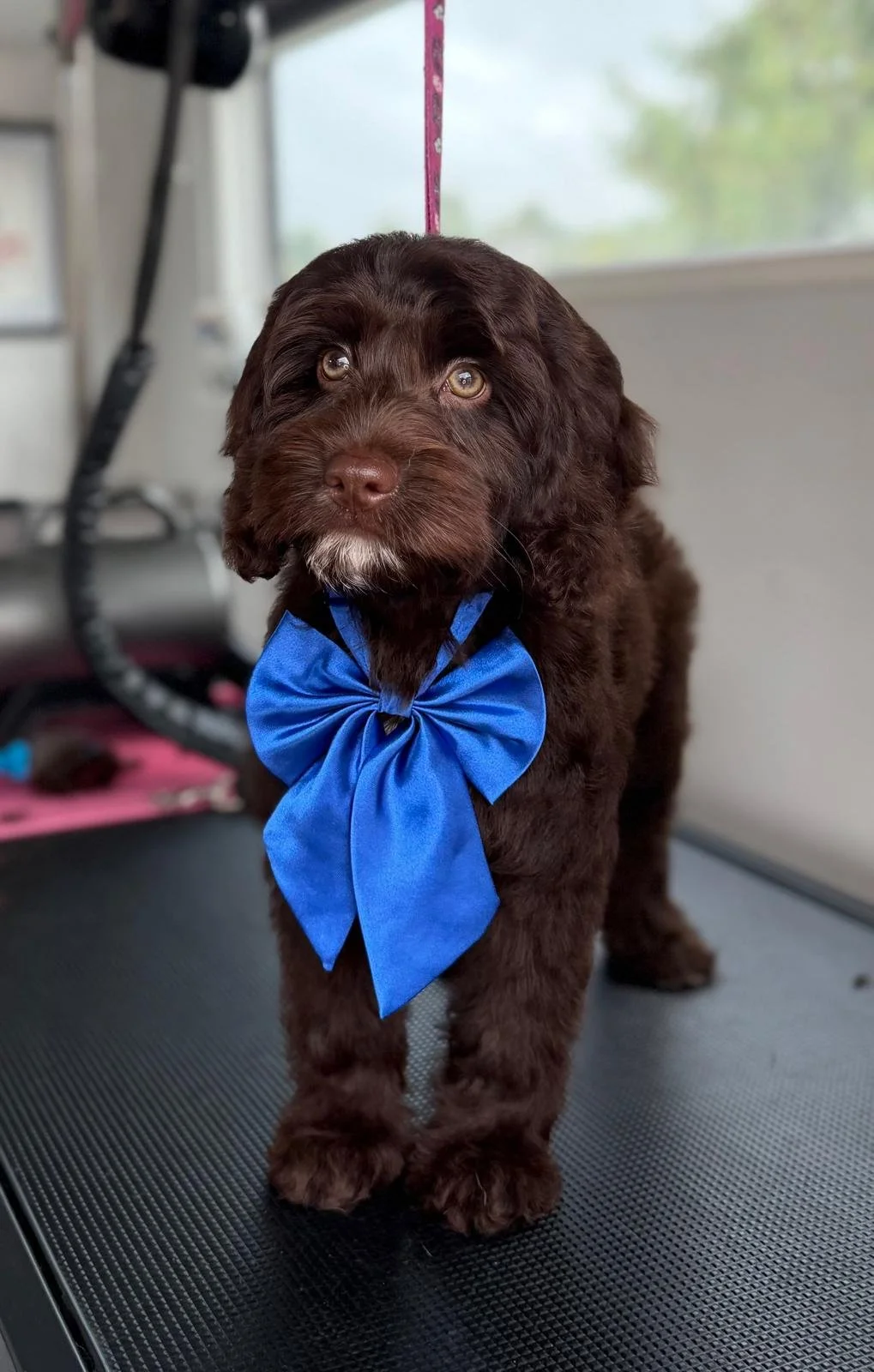 Ellas Grooming Co cockapoo.jpeg