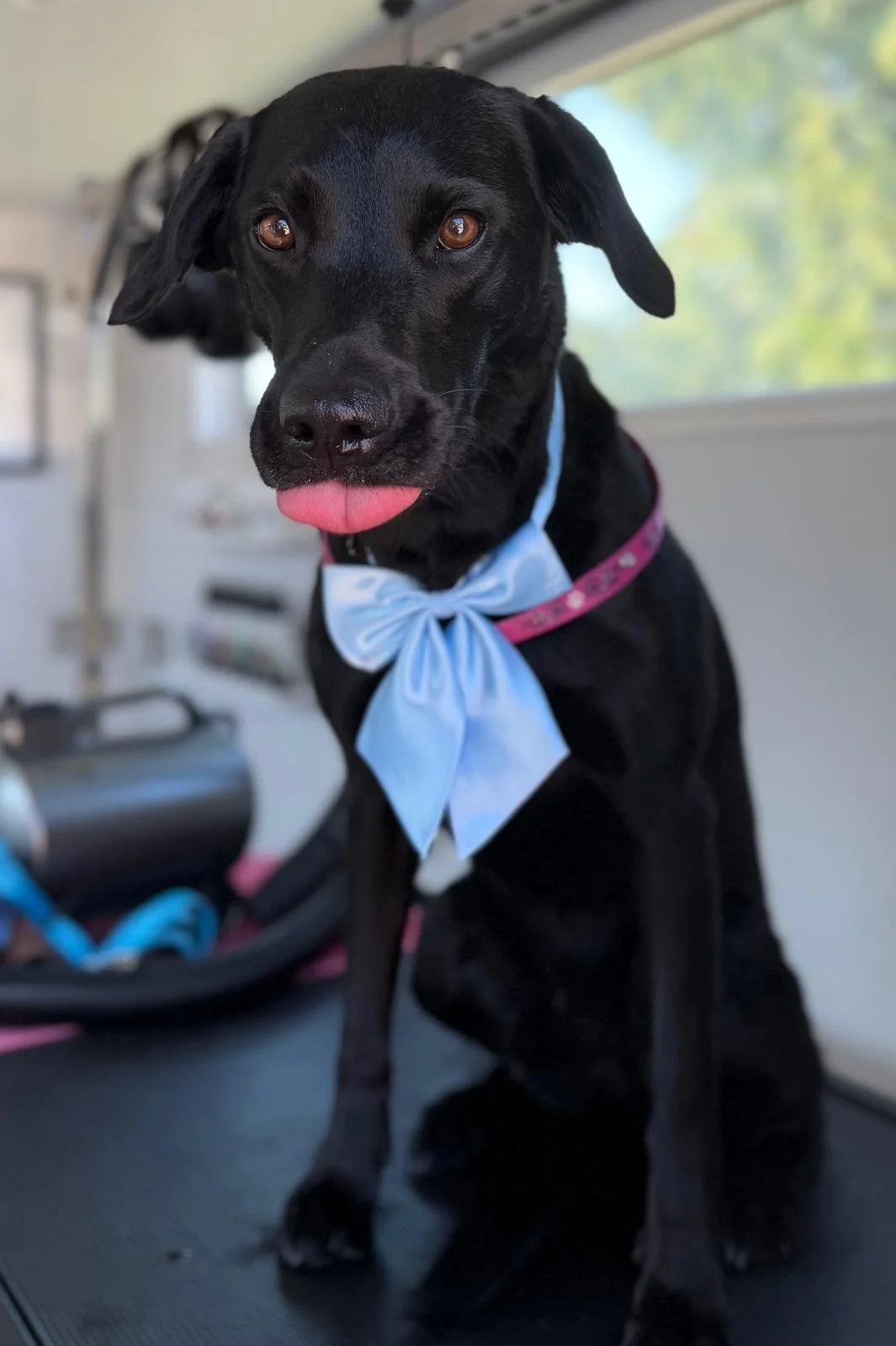 Ellas Grooming Co black lab.jpeg