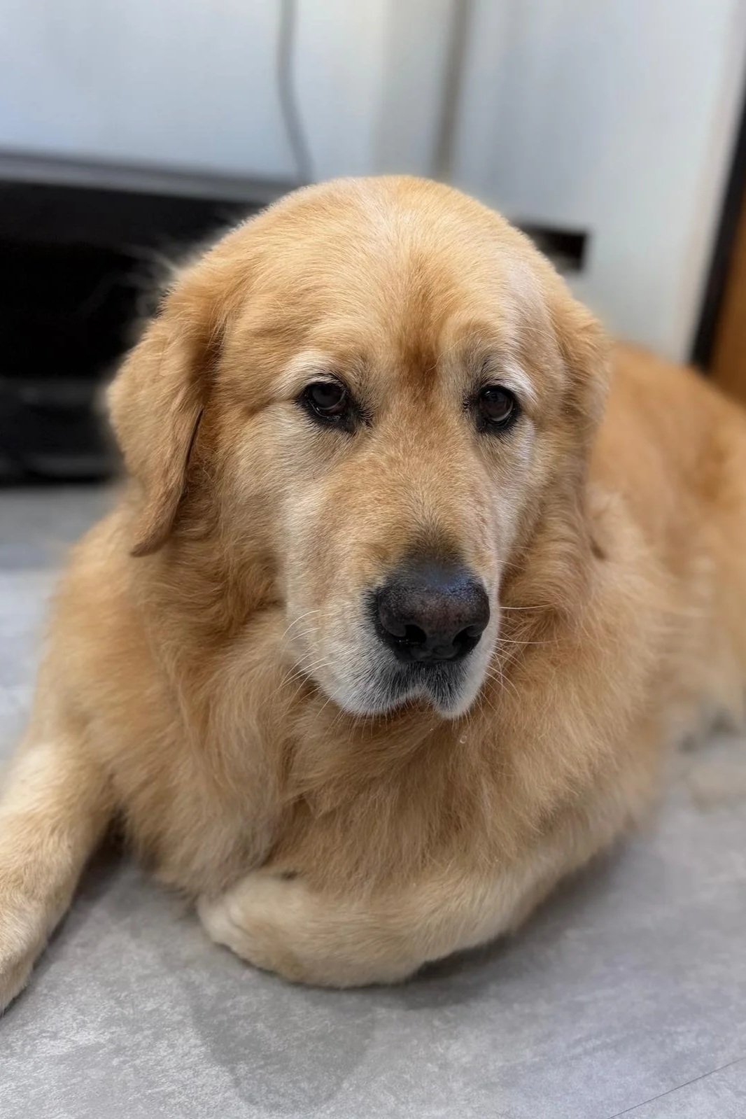 Ellas Grooming Co Goldie.jpg