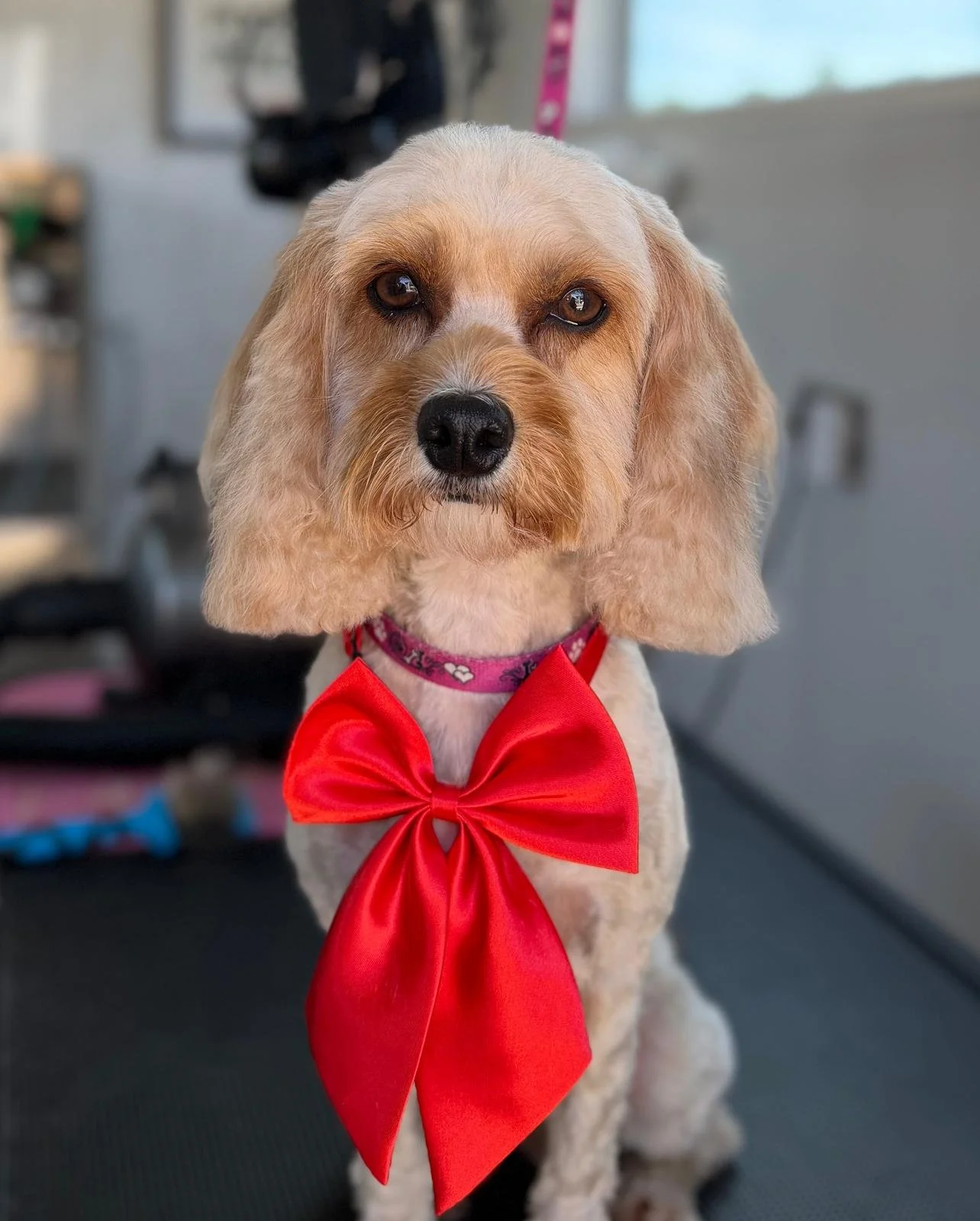 Ellas Grooming Co good dog.jpeg