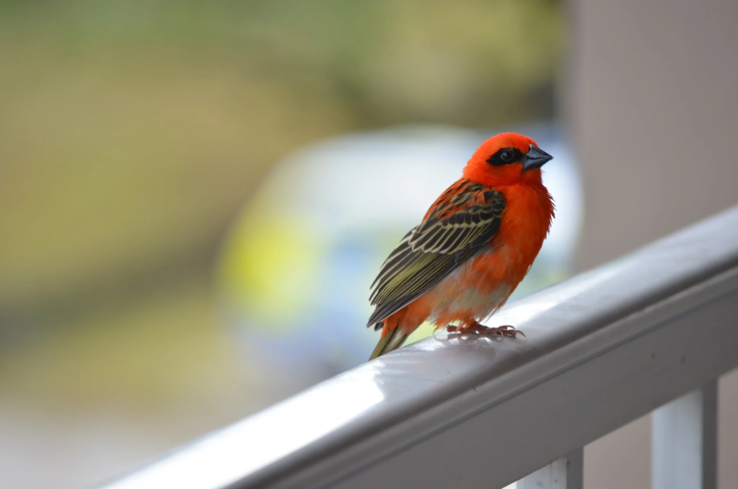 Bird on a Rail (red bird, Diego Garcia)
A red fody on a railing in Diego Garcia. Native to Madagascar, but common enough on the island that they'd show up right outside the door, and patient enough to hold still for the shot.