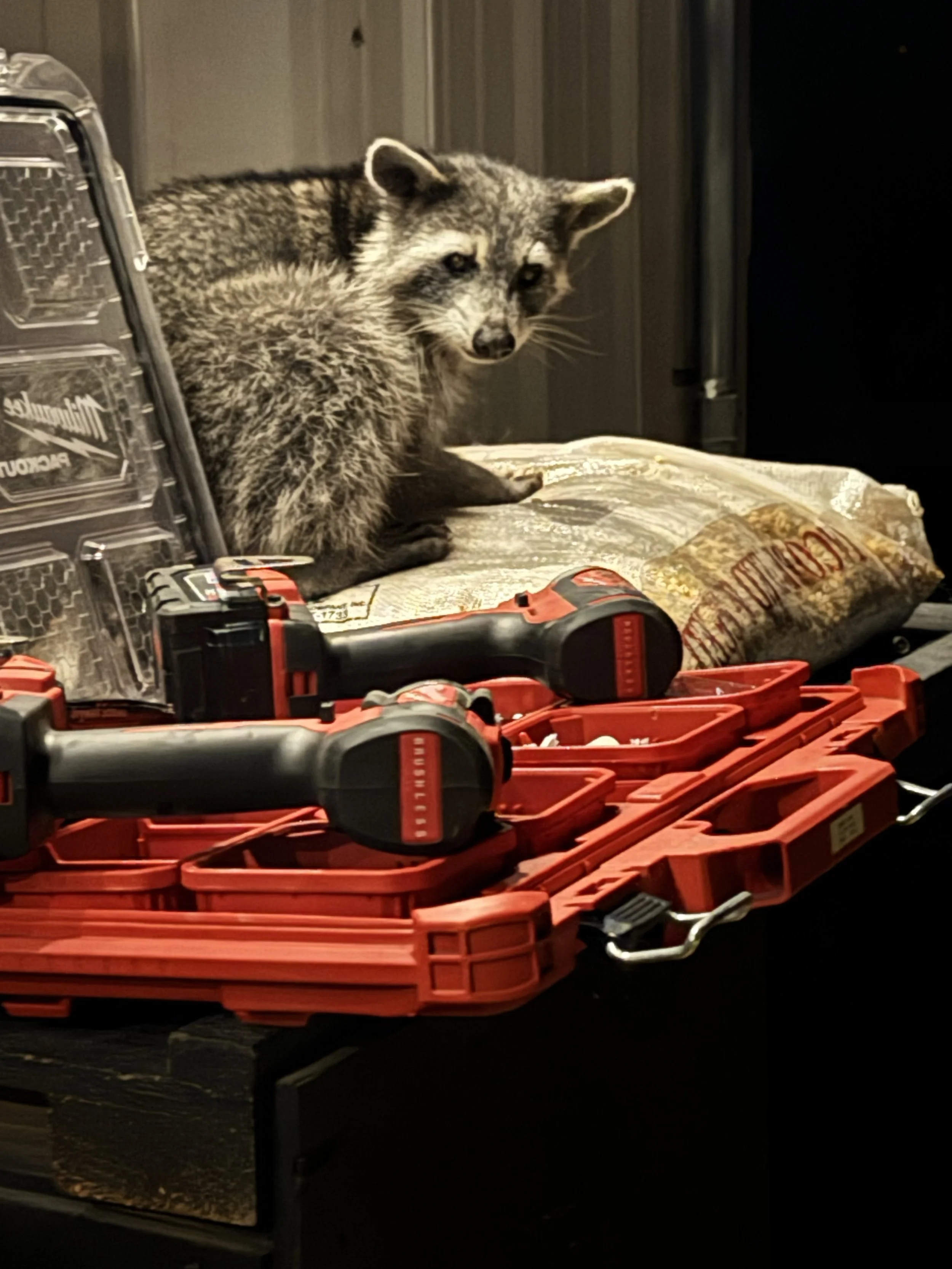 I Wish You Would (raccoon on tools)
A raccoon that wandered up to our cabin door at the ranch and made itself at home among the tools.
