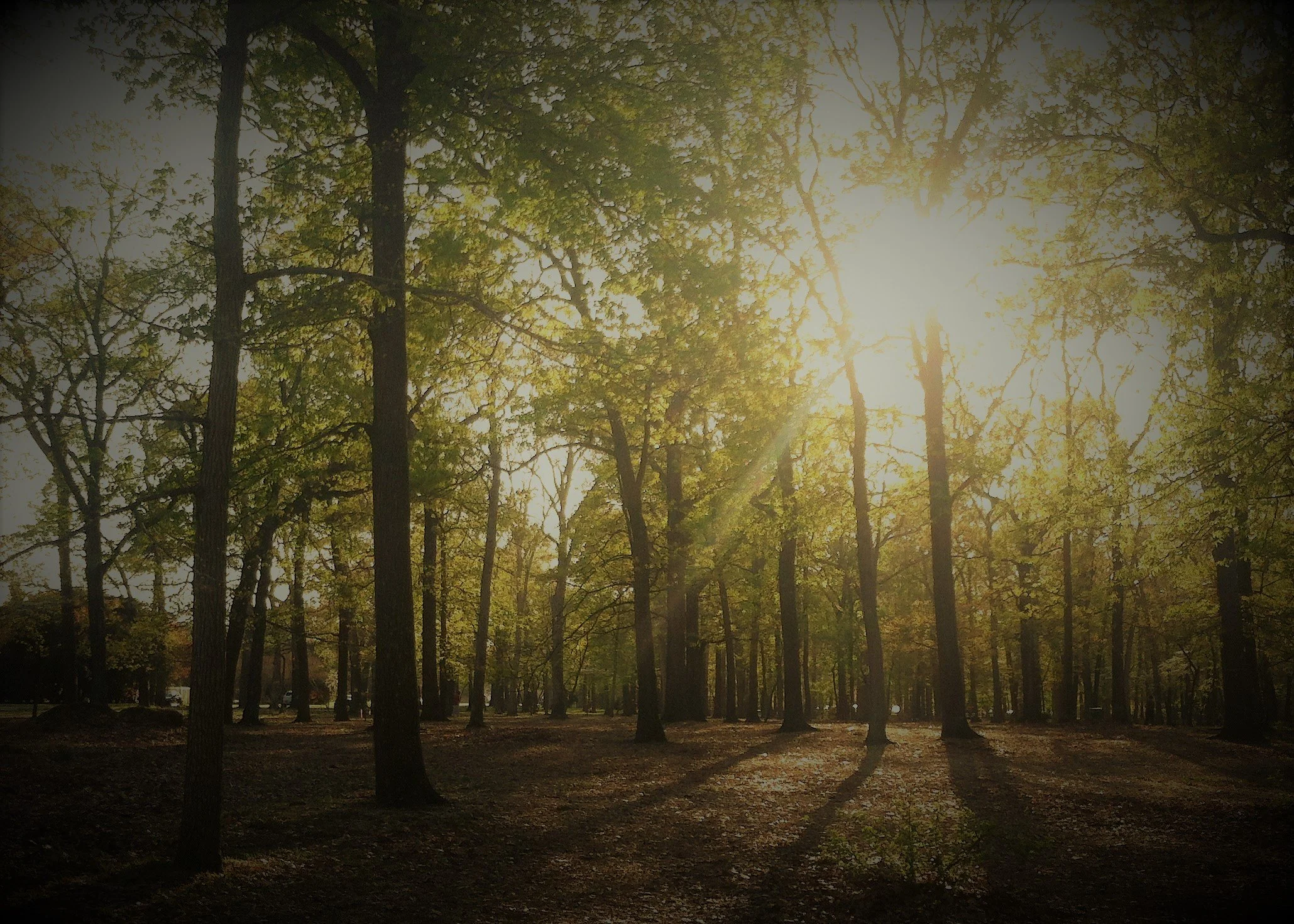 Tranquil Afternoon (sunlit forest)
Late sun cutting through the trees at a park. Light like that is gone in ten minutes.