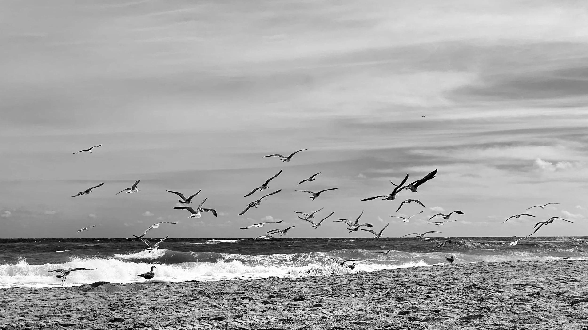 The Birds (black and white, seagulls)
A flock breaking off the surf on a Florida beach, caught mid-scatter.