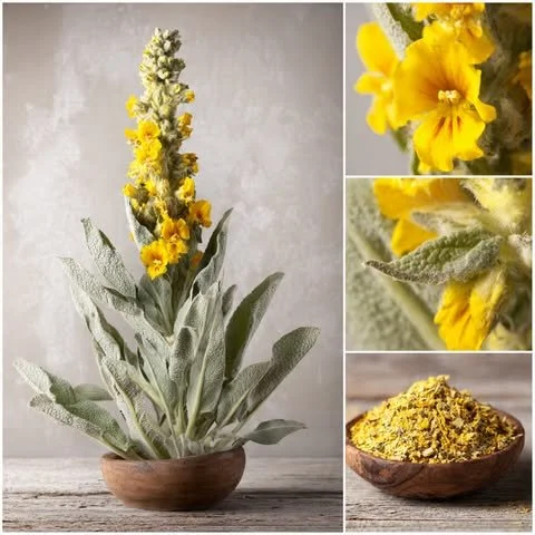 mullein flower and plant.jpg