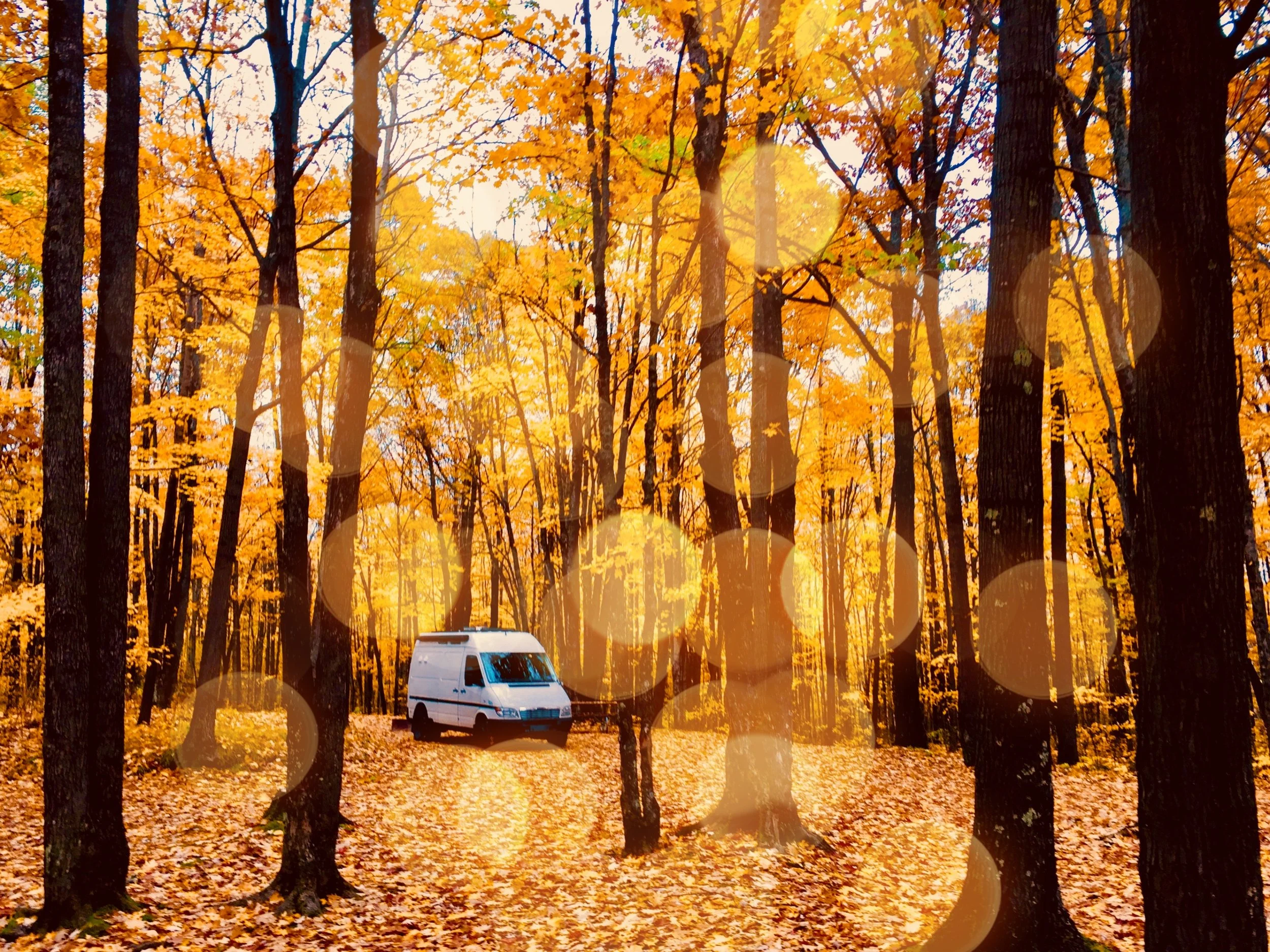 A white van parked in a forest with tall trees featuring autumn foliage, orange leaves, and scattered fallen leaves on the ground.