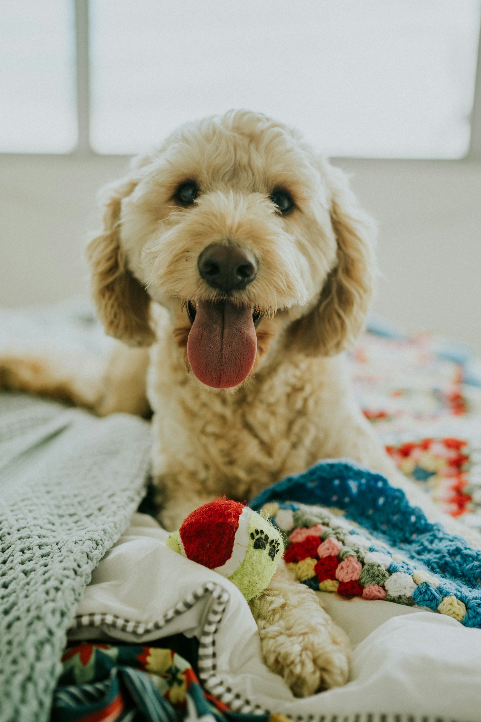 Close-up of a happy, beige, fluffy dog with blue eyes, sitting on a bed surrounded by colorful knitted blankets, toys, and linens.