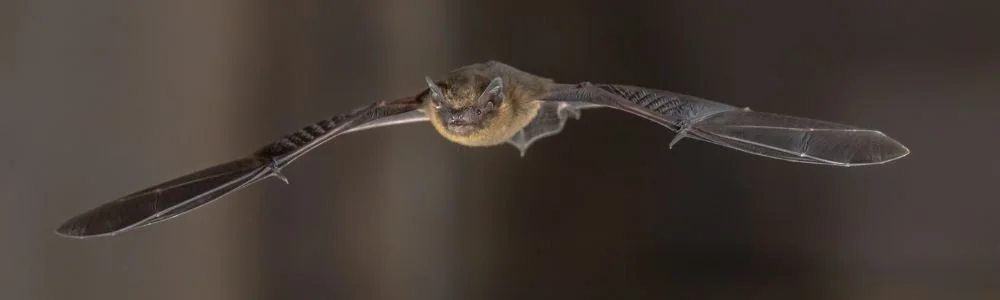 Rooted Chippenham bat walks