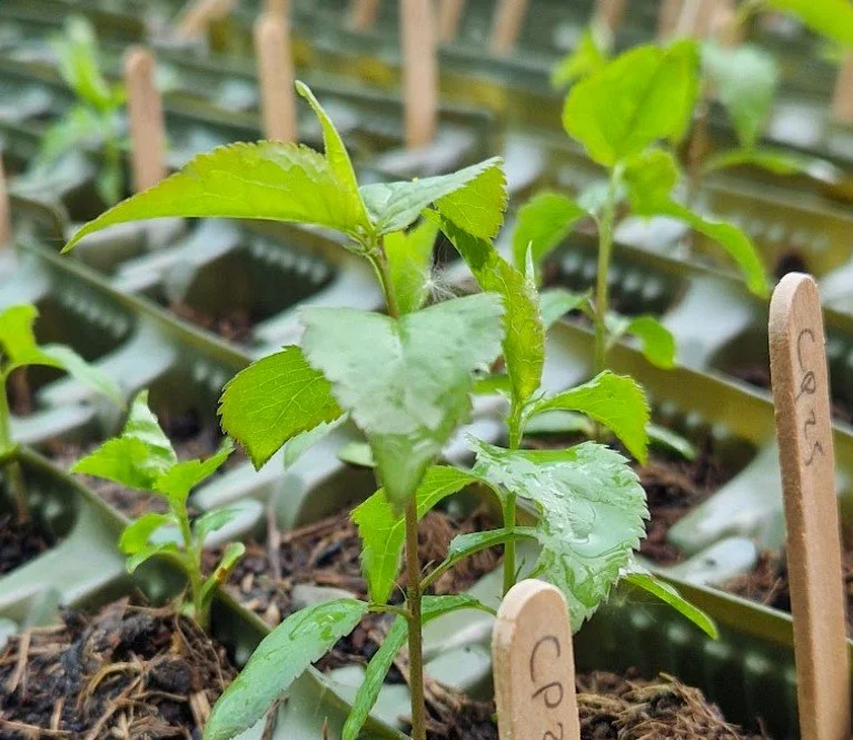 Rooted Chippenham Community Tree Nursery.jpg