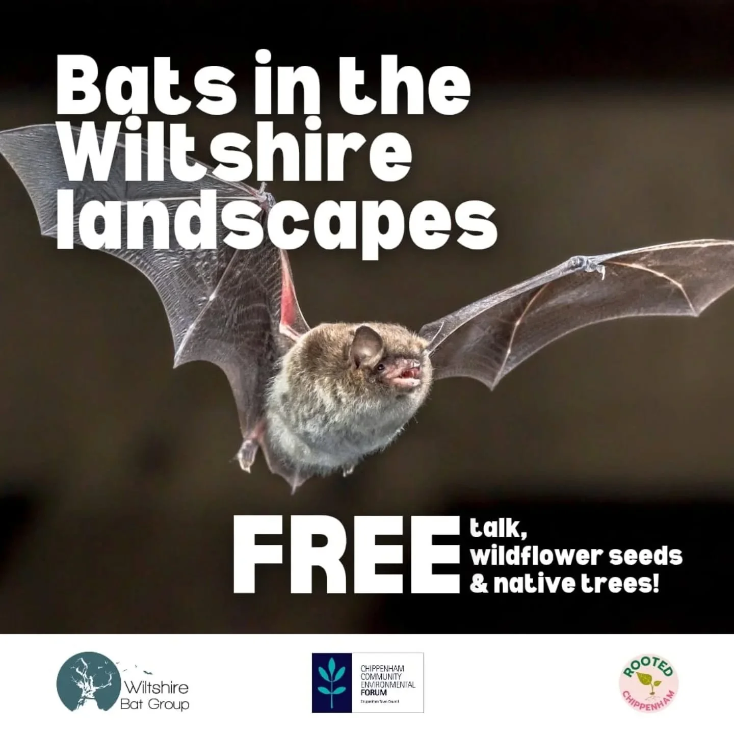 BOOKING NOW!!&nbsp;

Bats in the Wiltshire landscapes - FREE talk, seeds and trees!

We're really excited to host a fantastic talk by Gareth Harris of Wiltshire Bat Group on the incredible bats in our county - from widespread species to important pop