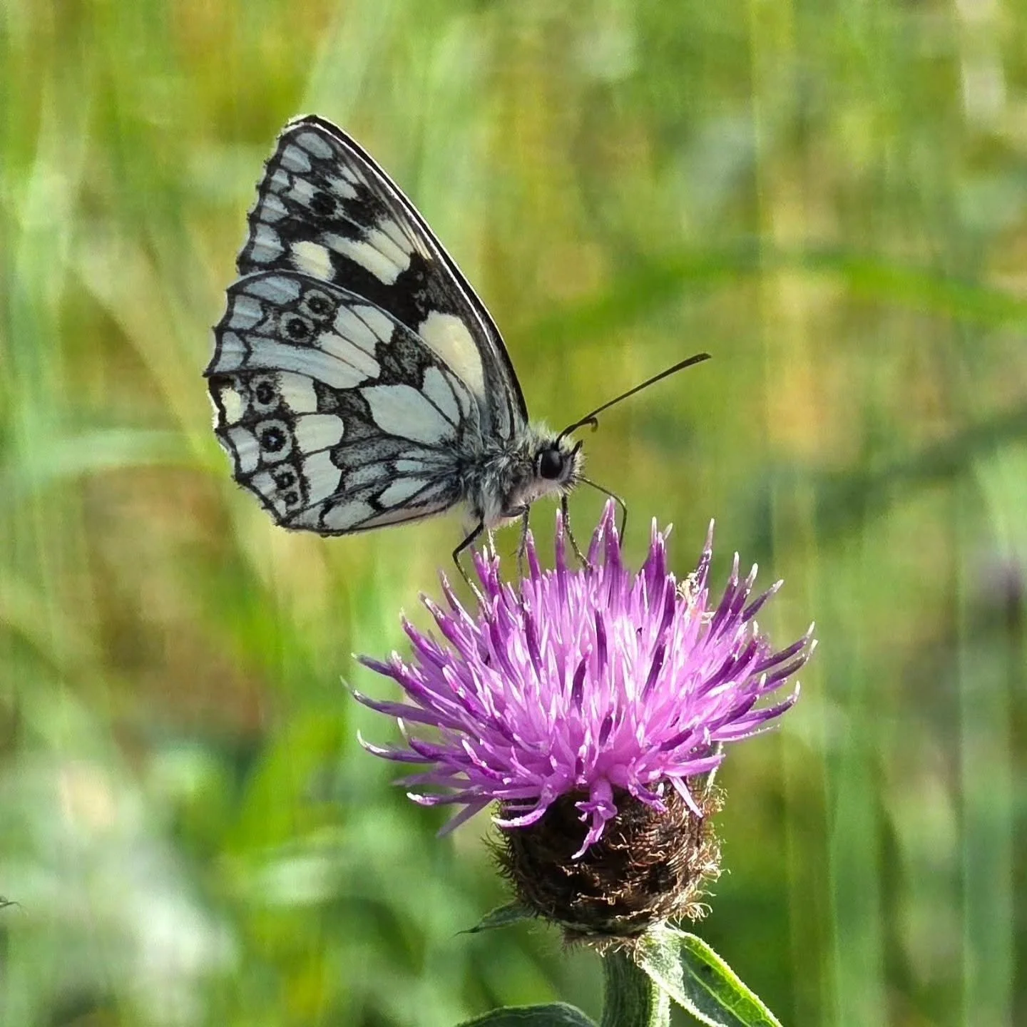 Stunning wildflowers and insects at Lords Mead Community Orchard today! 🦋🦗🌼🌸

A recent survey at the site revealed over 30 different wildflower and grass species - and the insects really love them! The long meadow grass around our fruit trees is 