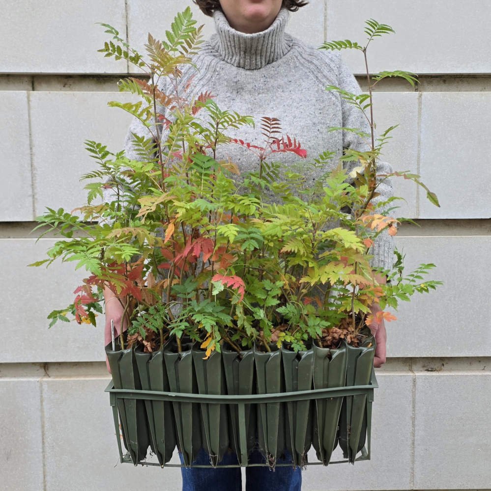 From seed to sapling: Behind the scenes of our Community Tree Nursery