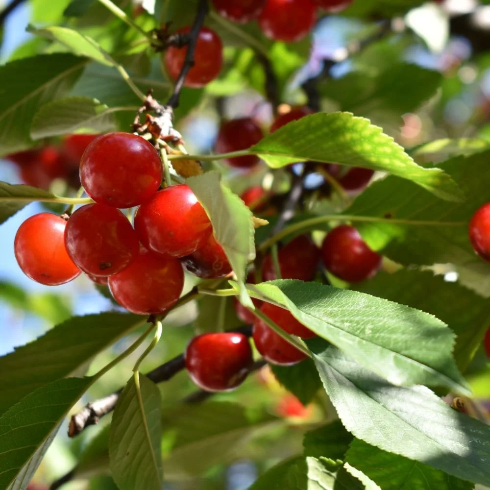 Rooted Chippenham Community Tree Nursery - Wild Cherry