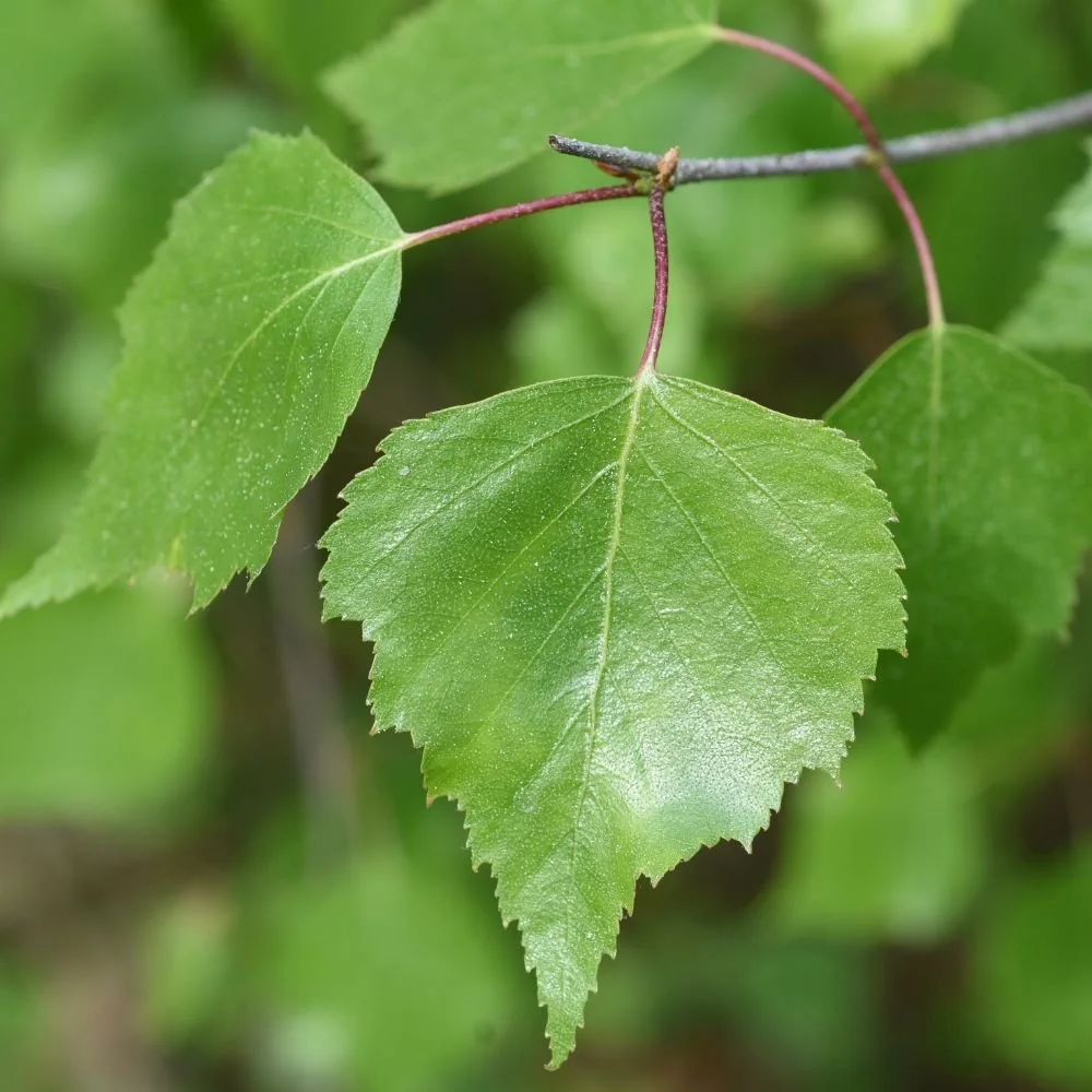 Rooted Chippenham Community Tree Nursery - Silver Birch