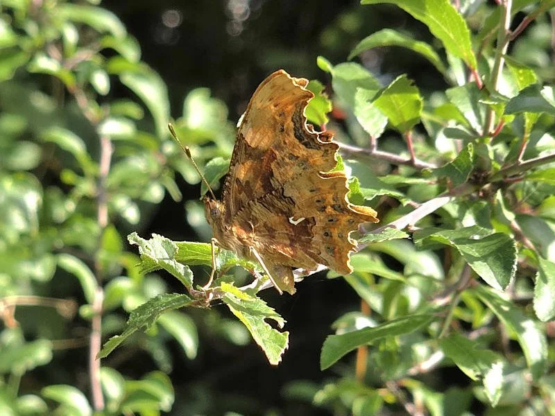 Rooted Chippenham Lords Mead community orchard butterflies